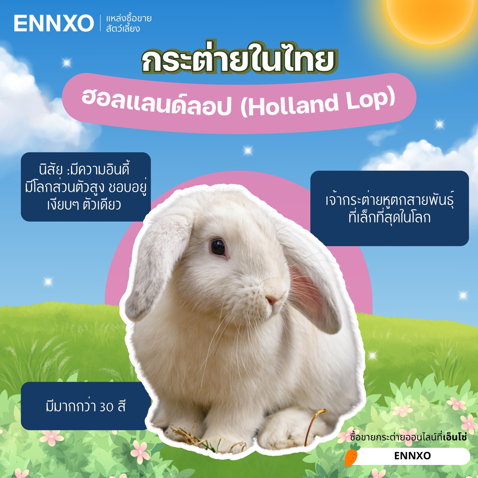 กระต่ายฮอลแลนด์ลอป Holland Lop 