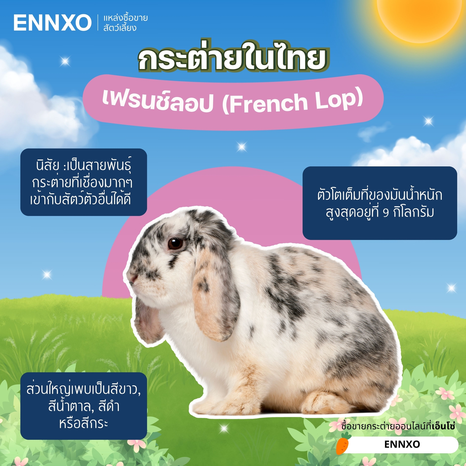 กระต่ายเฟรนช์ลอป French Lop สายพันธุ์กระต่ายในไทยที่นิยมเลี้ยง