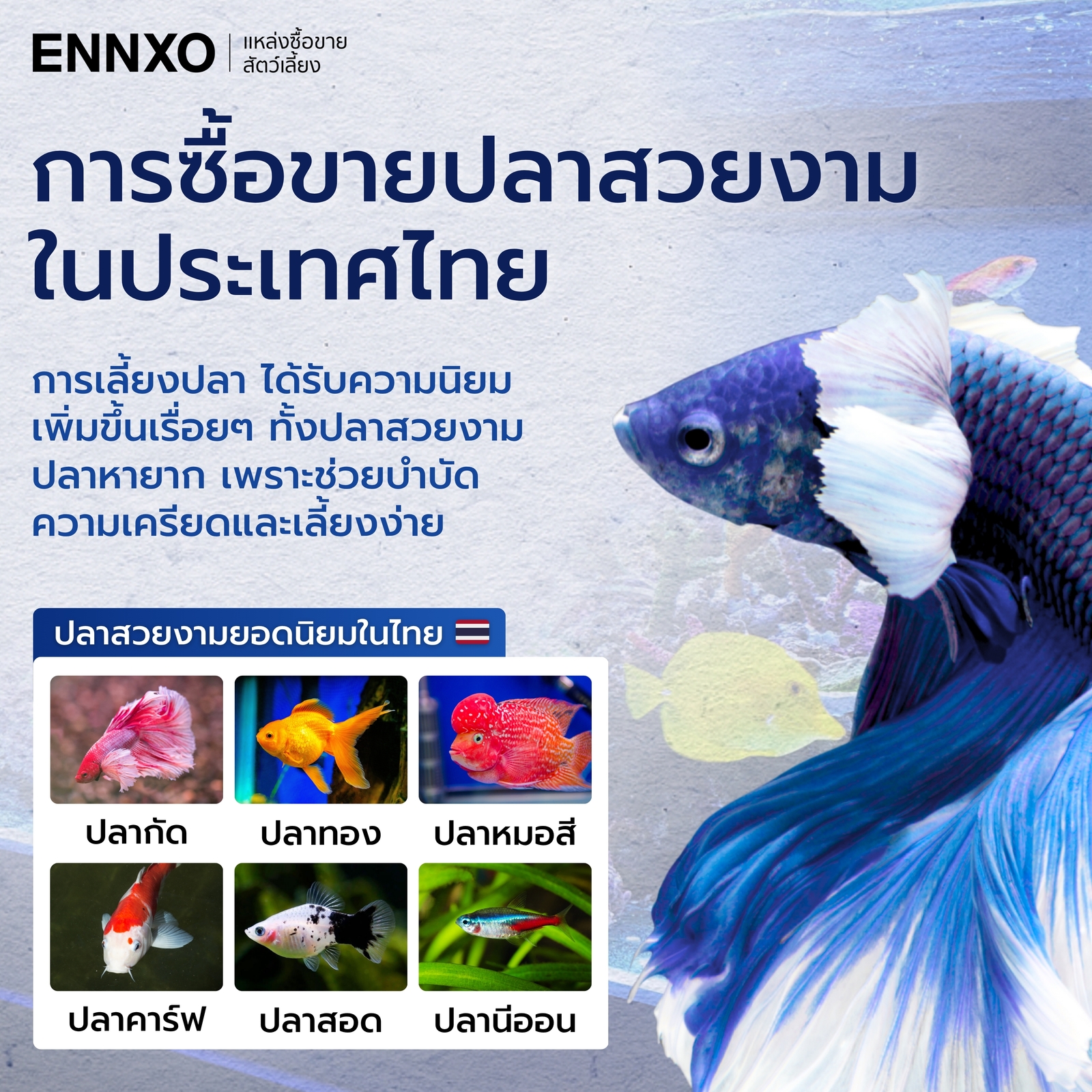 การซื้อขายปลาสวยงาม และปลายอดนิยม