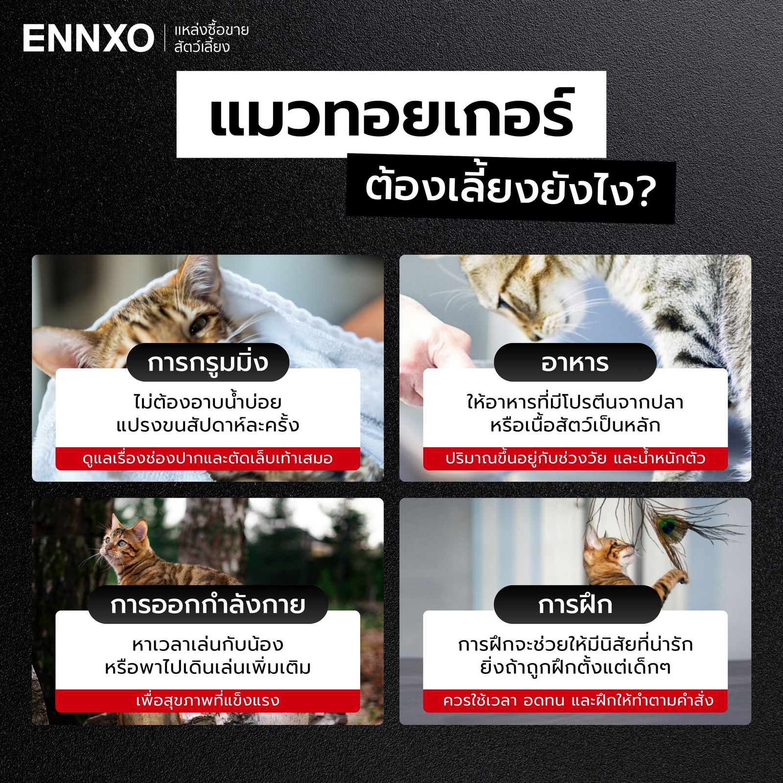 วิธีเลี้ยงแมวทอยเกอร์