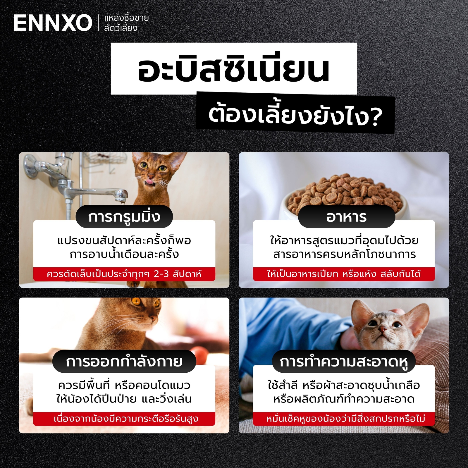 วิธีเลี้ยงแมวอะบิสซิเนียน