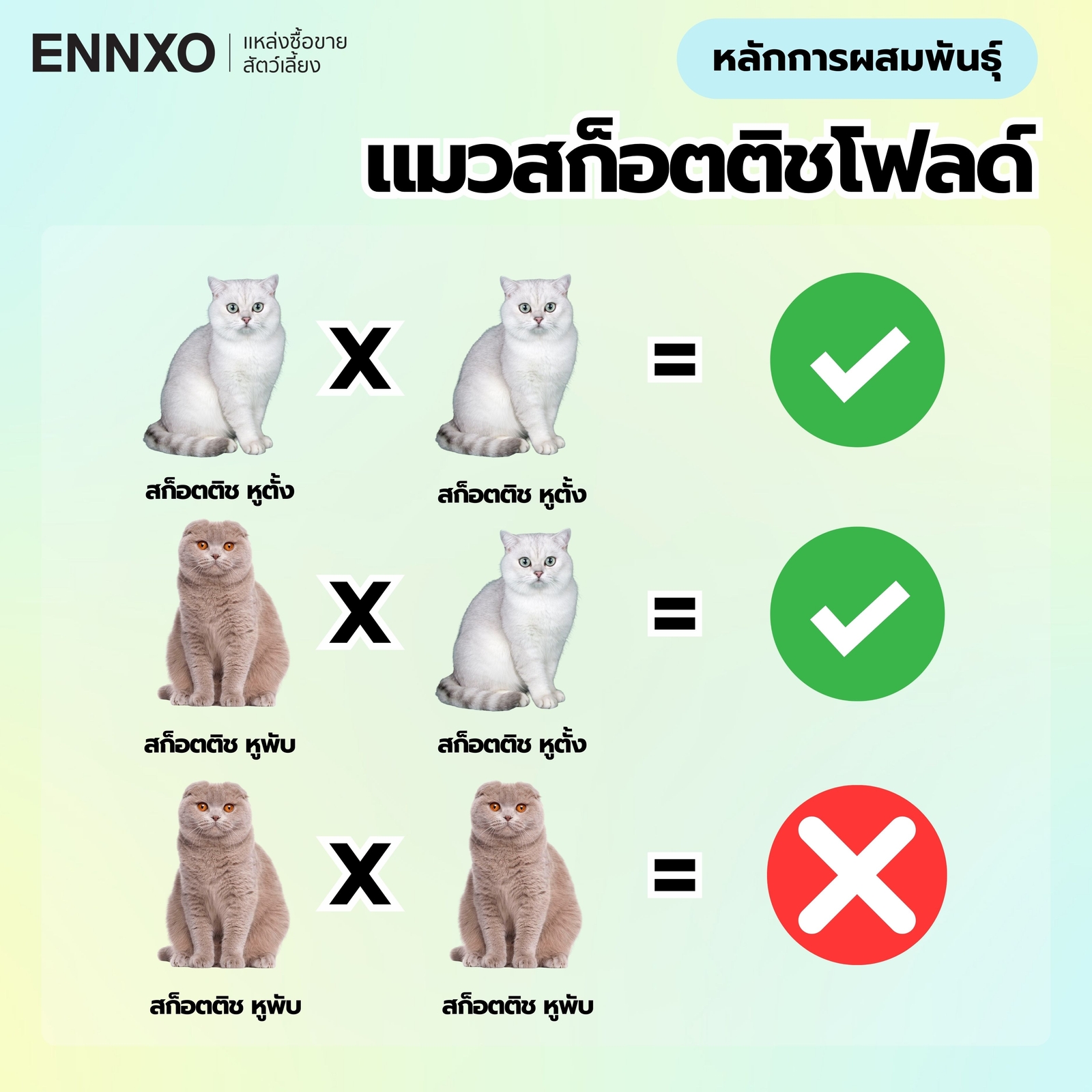 การผสมพันธุ์แมวสก็อตติช แบบไหนได้บ้าง