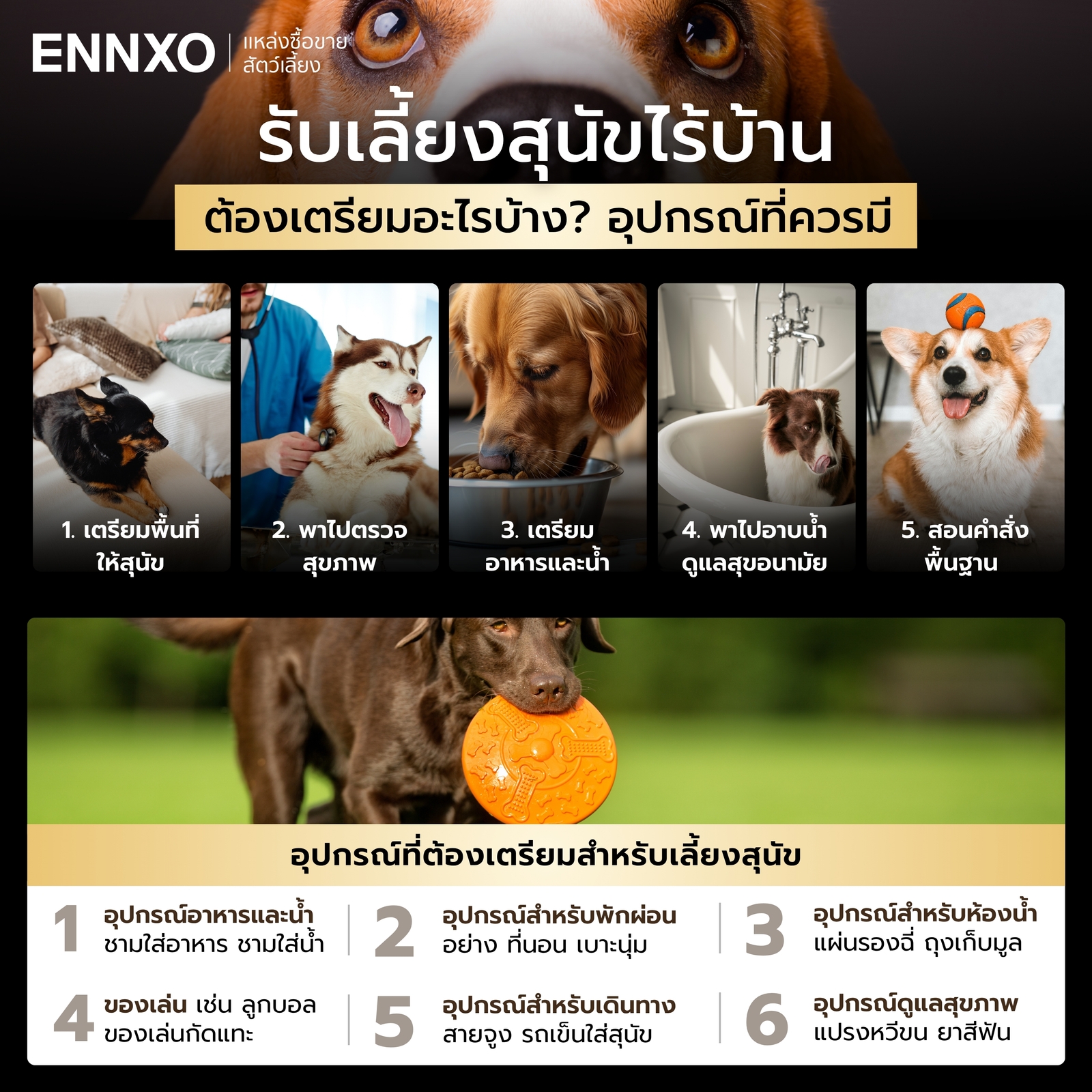 จะรับเลี้ยงสุนัขไร้บ้าน สุนัขจรจัด ต้องเตรียมตัวอะไรบ้าง