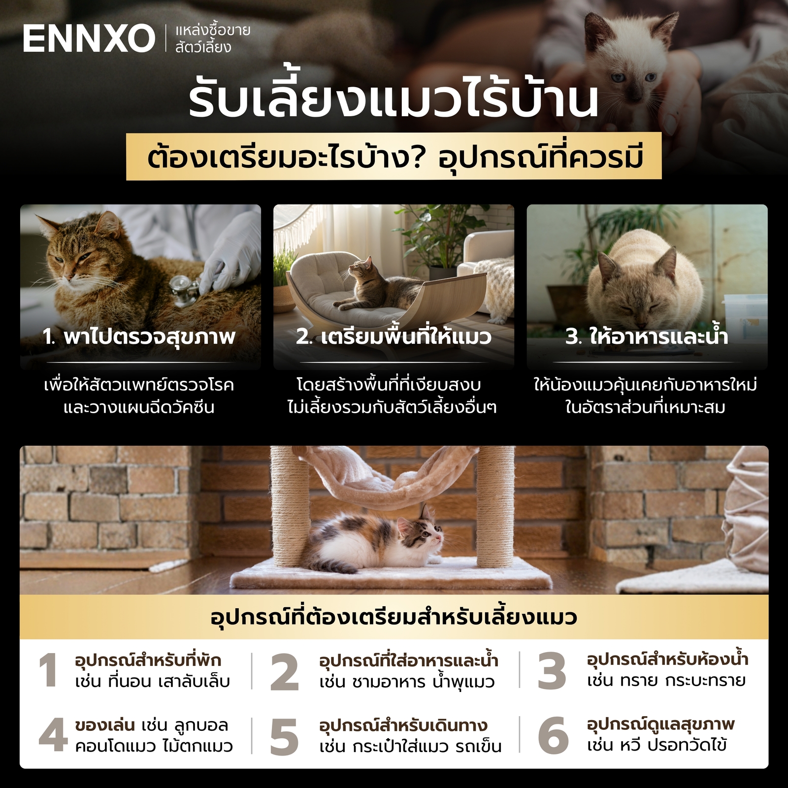 รับเลี้ยงแมวไร้บ้าน แมวจรจัด เตรียมตัวอะไรบ้าง