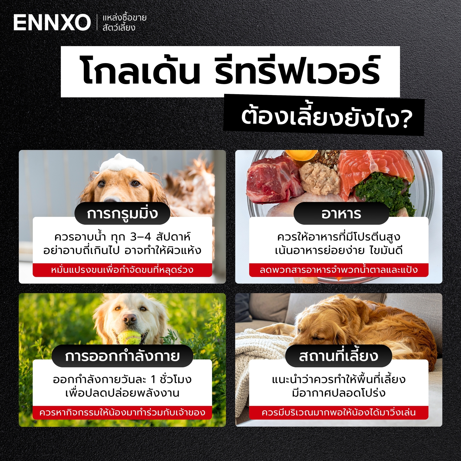 สุนัขโกลเด้น ต้องเตรียมความพร้อมดูแลยังไง