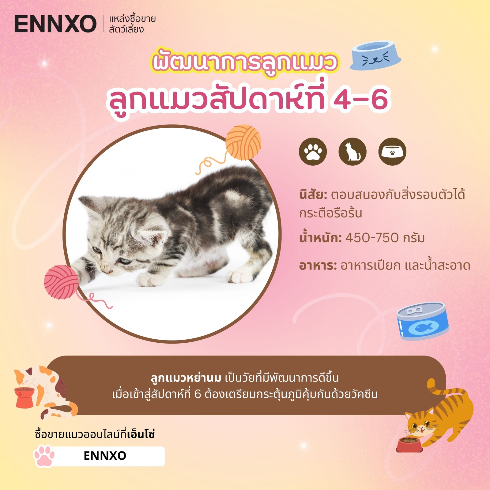 การเลี้ยงลูกแมวอายุ 4-5 สัปดาห์