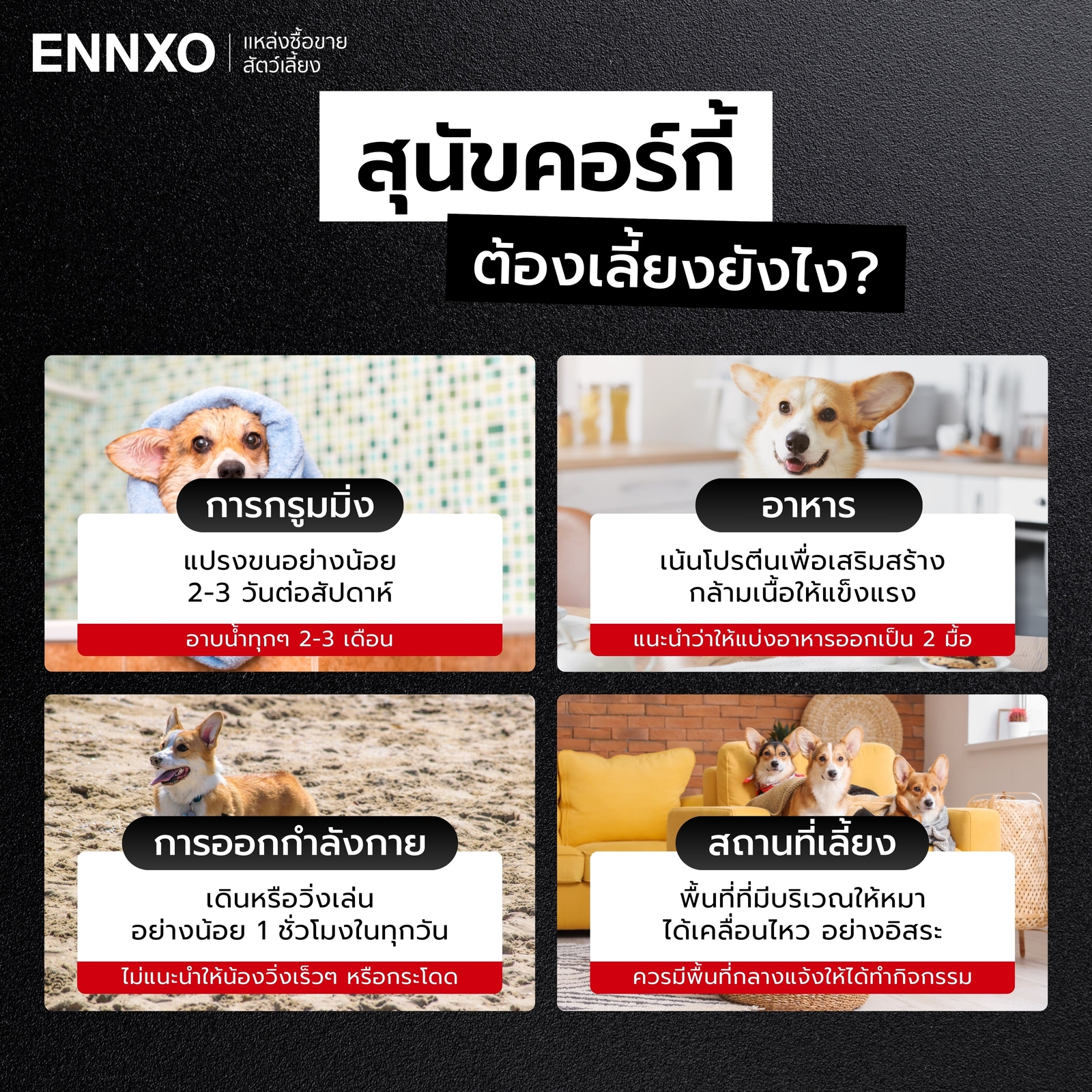 การเลี้ยงสุนัขคอร์กี้ ต้องเตรียมอะไรบ้าง