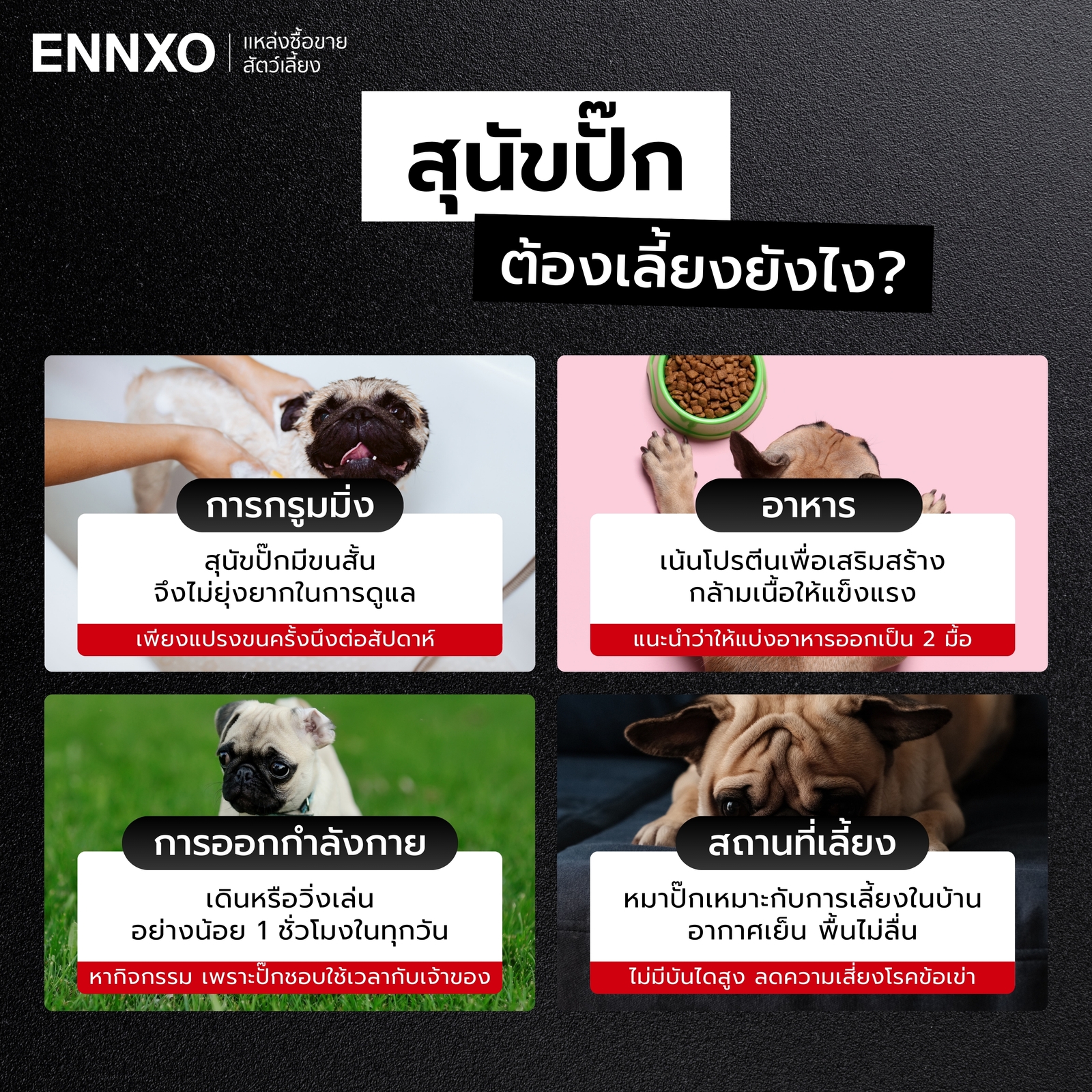 หมาปั๊กต้องดูแลยังไง