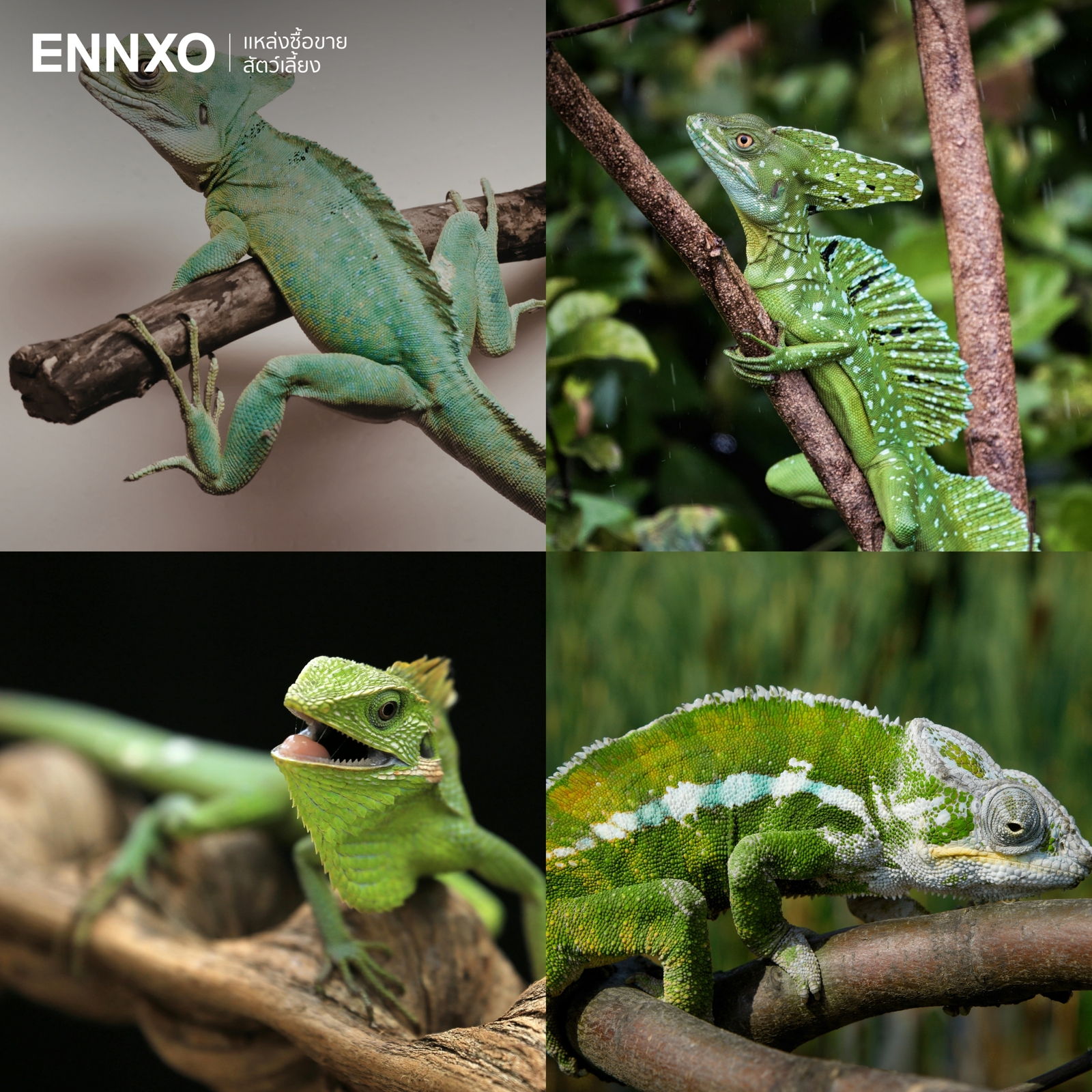 รูปกิ้งก่า