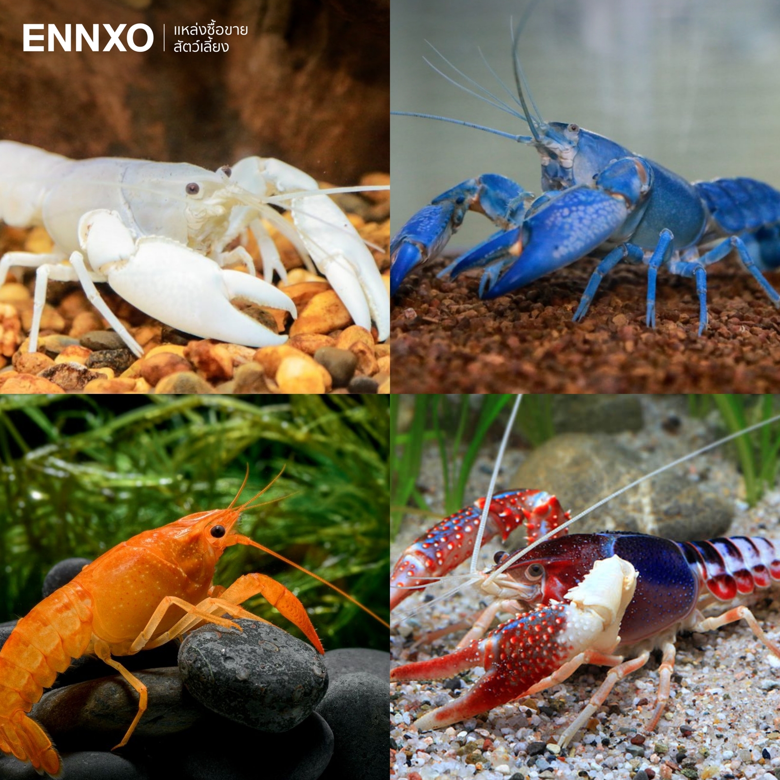 รูปกุ้งสวยงาม