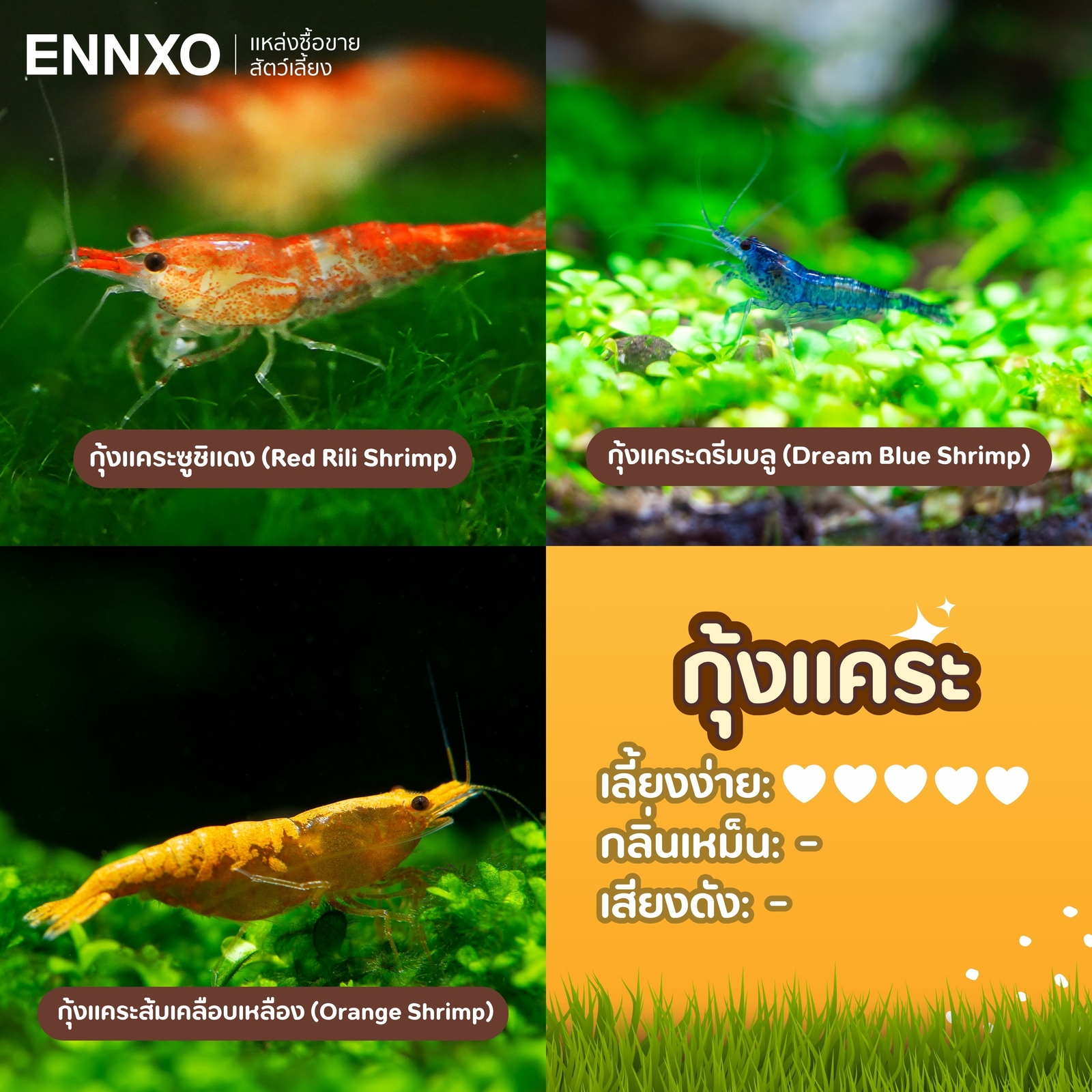 กุ้งแคระ กุ้งสวยงาม เลี้ยงง่าย เลี้ยงในตู้ปลาได้