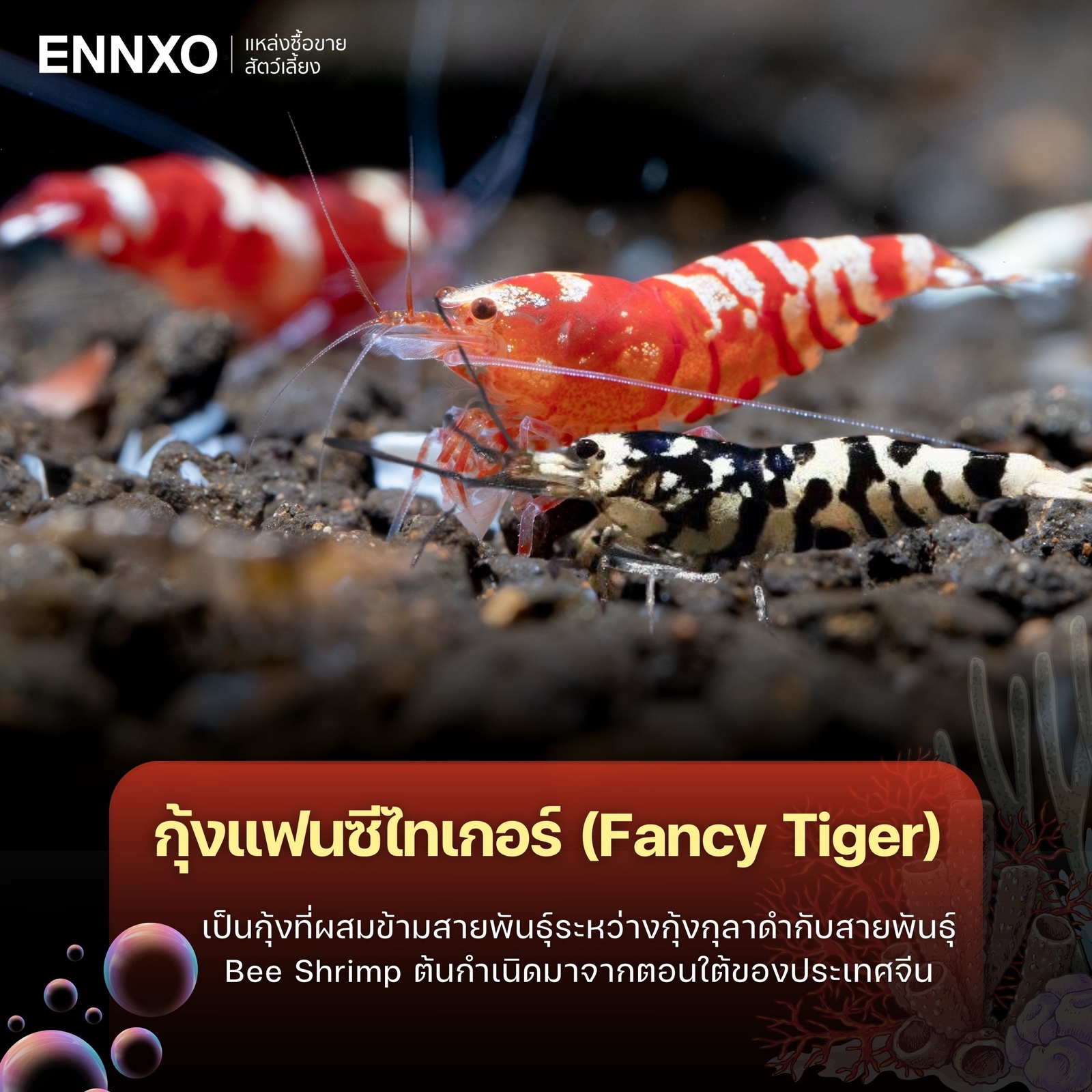 กุ้งแฟนซีไทเกอร์-กุ้งแคระ-เลี้ยงยังไง