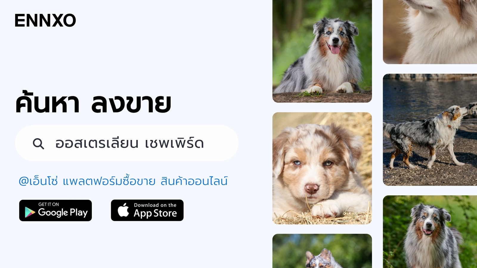 ขาย-สุนัขออสเตรเลียน-เชพเพิร์ด-ที่-ennxo