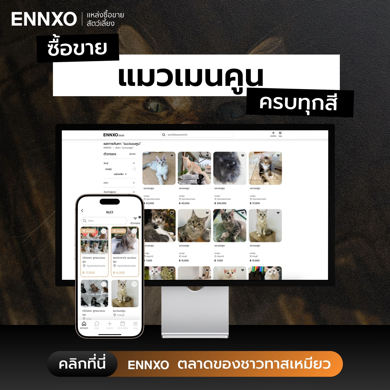 ขายแมวเมนคูน ลงขายฟรี ได้ที่ ENNXO