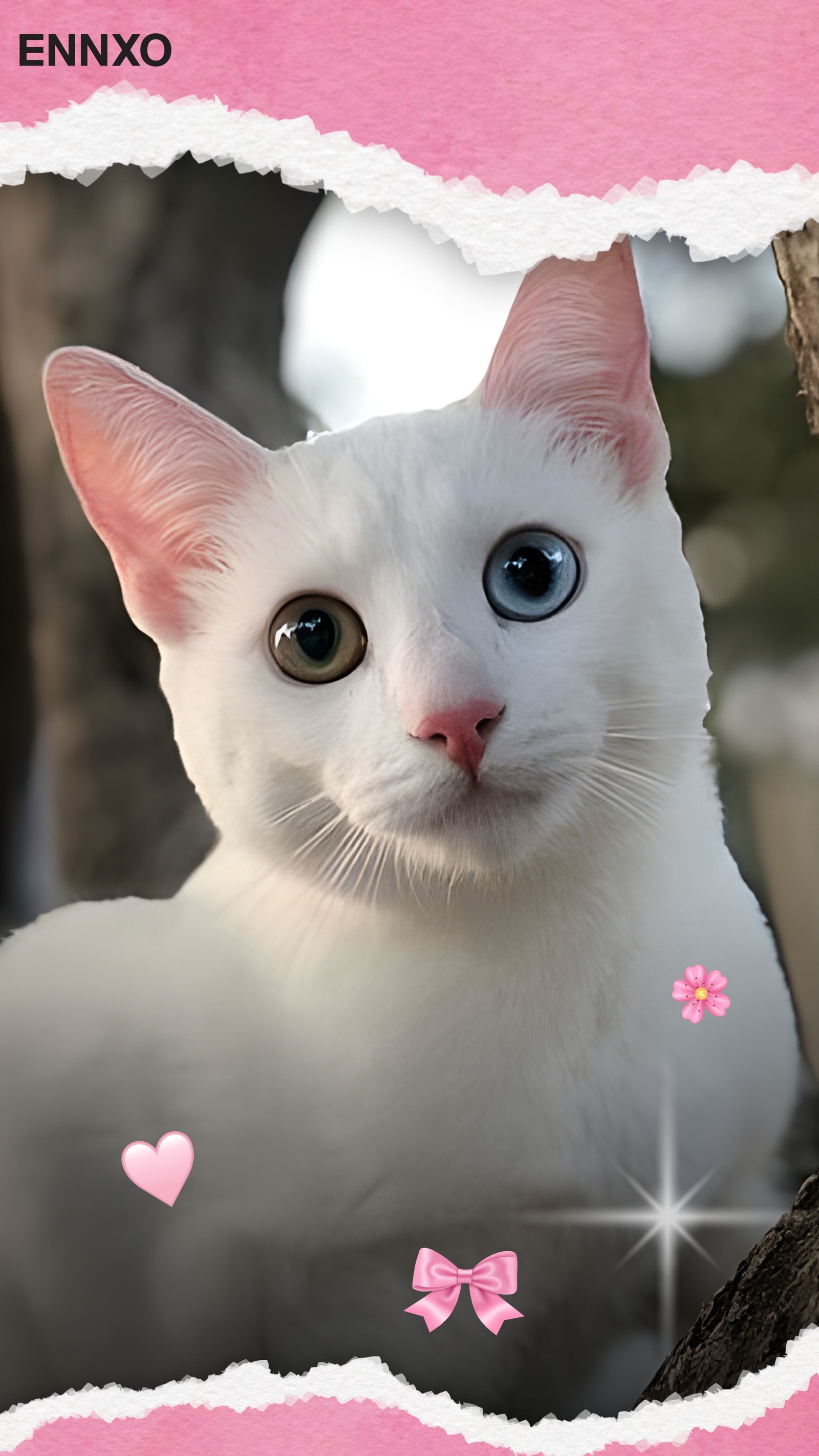 แมวขาวมณี รูปแมวน่ารัก วอลเปเปอร์โทรศัพท์