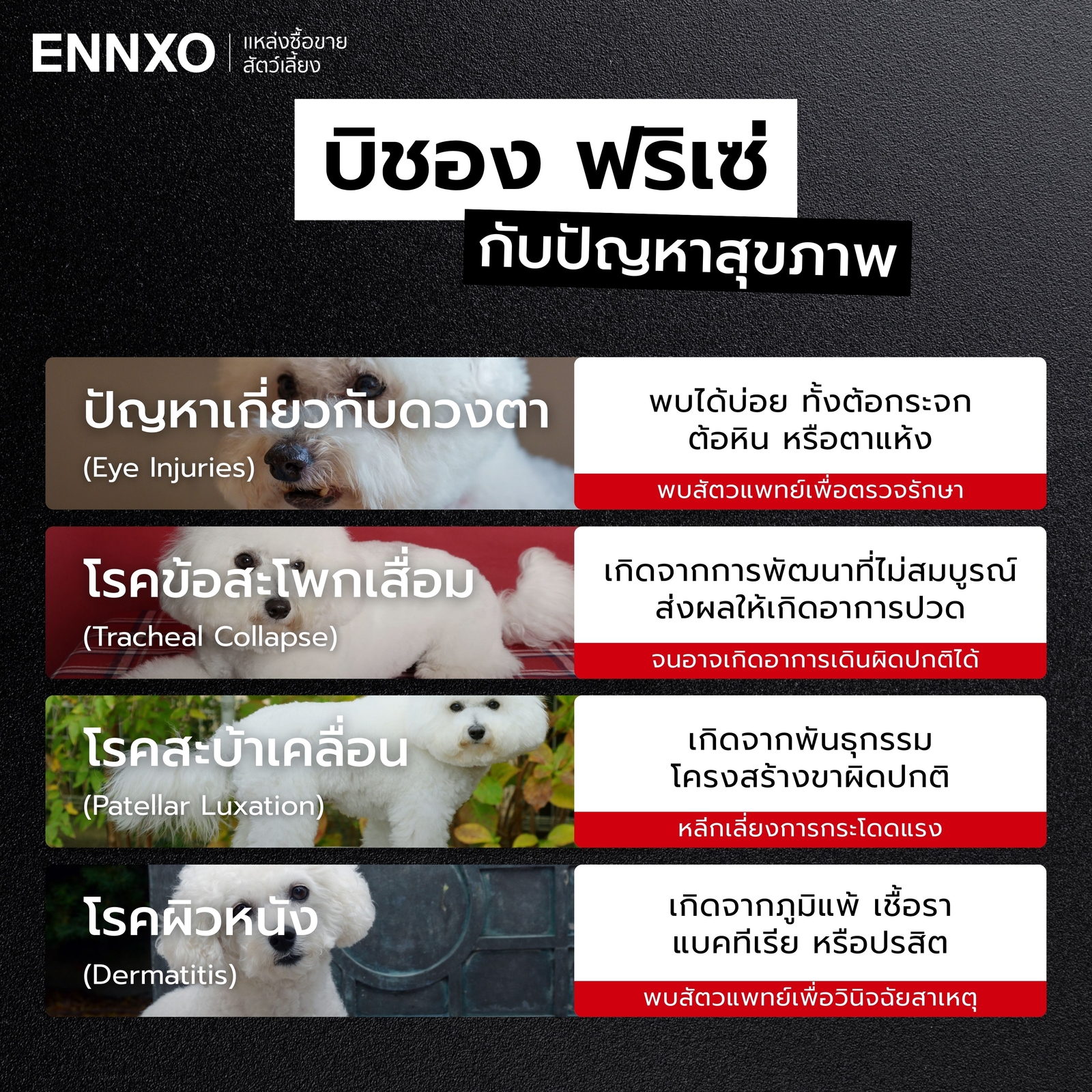 ข้อควรระวังการเลี้ยงบิชอง-ฟริเซ่