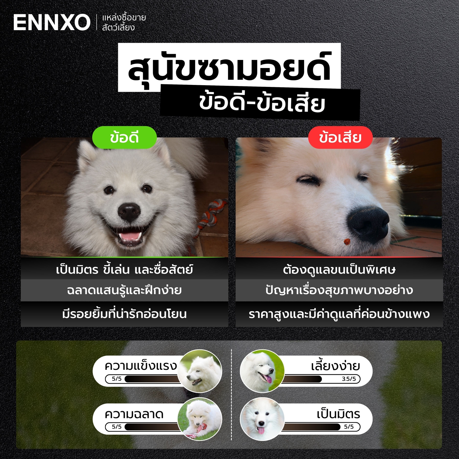 ข้อดี---ข้อเสียของสุนัขซามอยด์