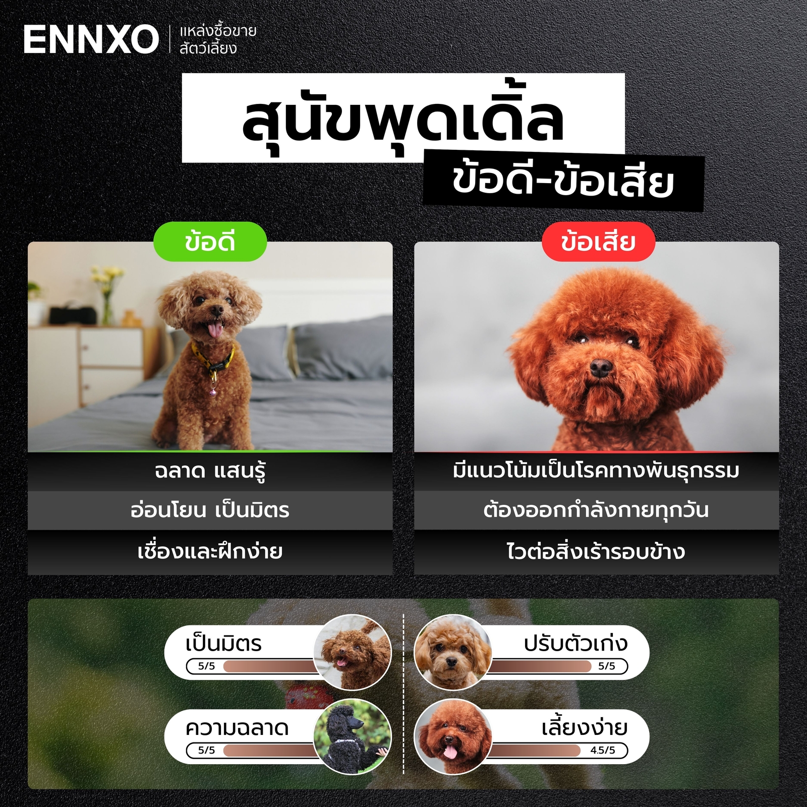 ข้อดี-ข้อเสีย-การเลี้ยงสุนัขพุดเดิ้ล