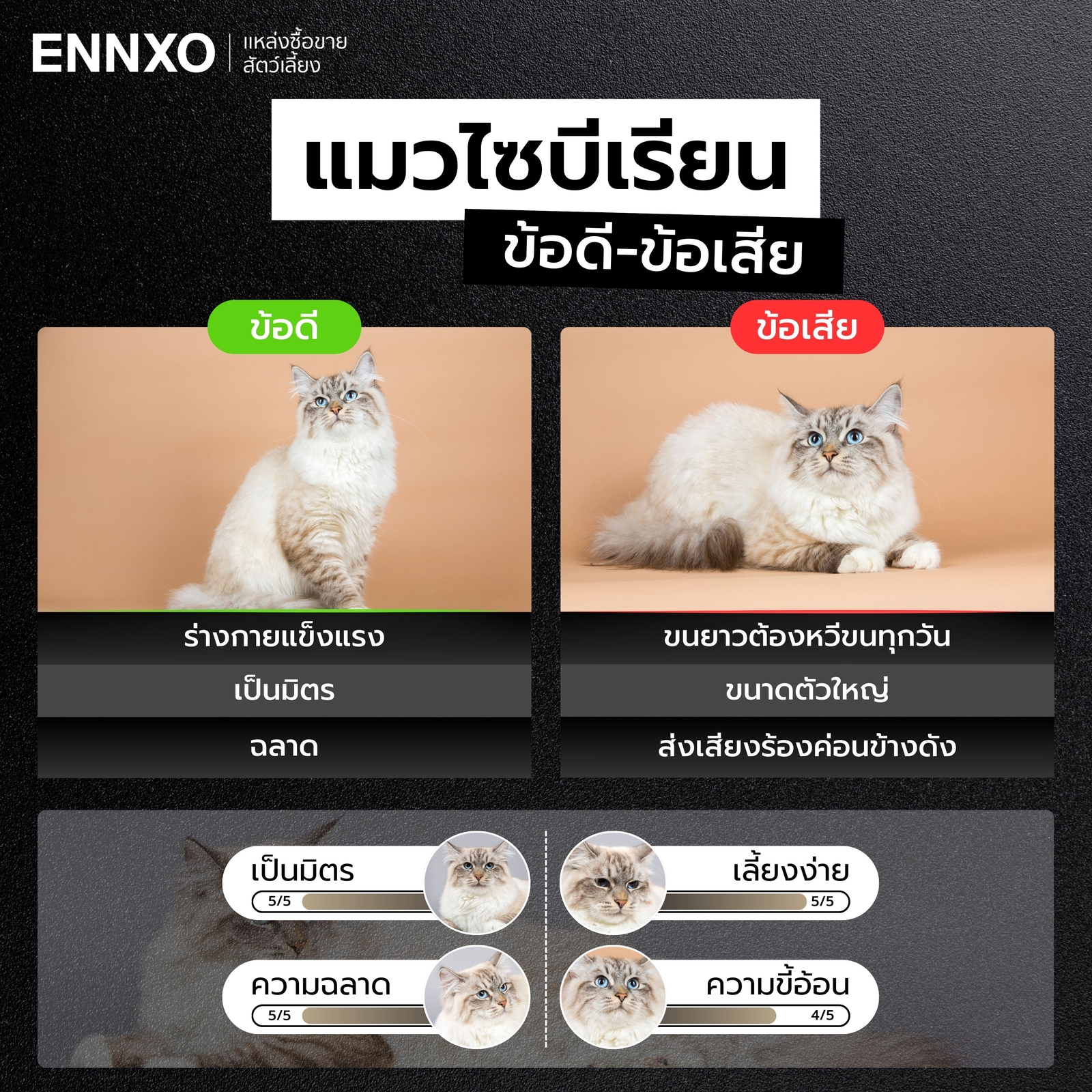 ข้อดี ข้อเสีย การเลี้ยงแมวไซบีเรียน มีอะไรบ้าง