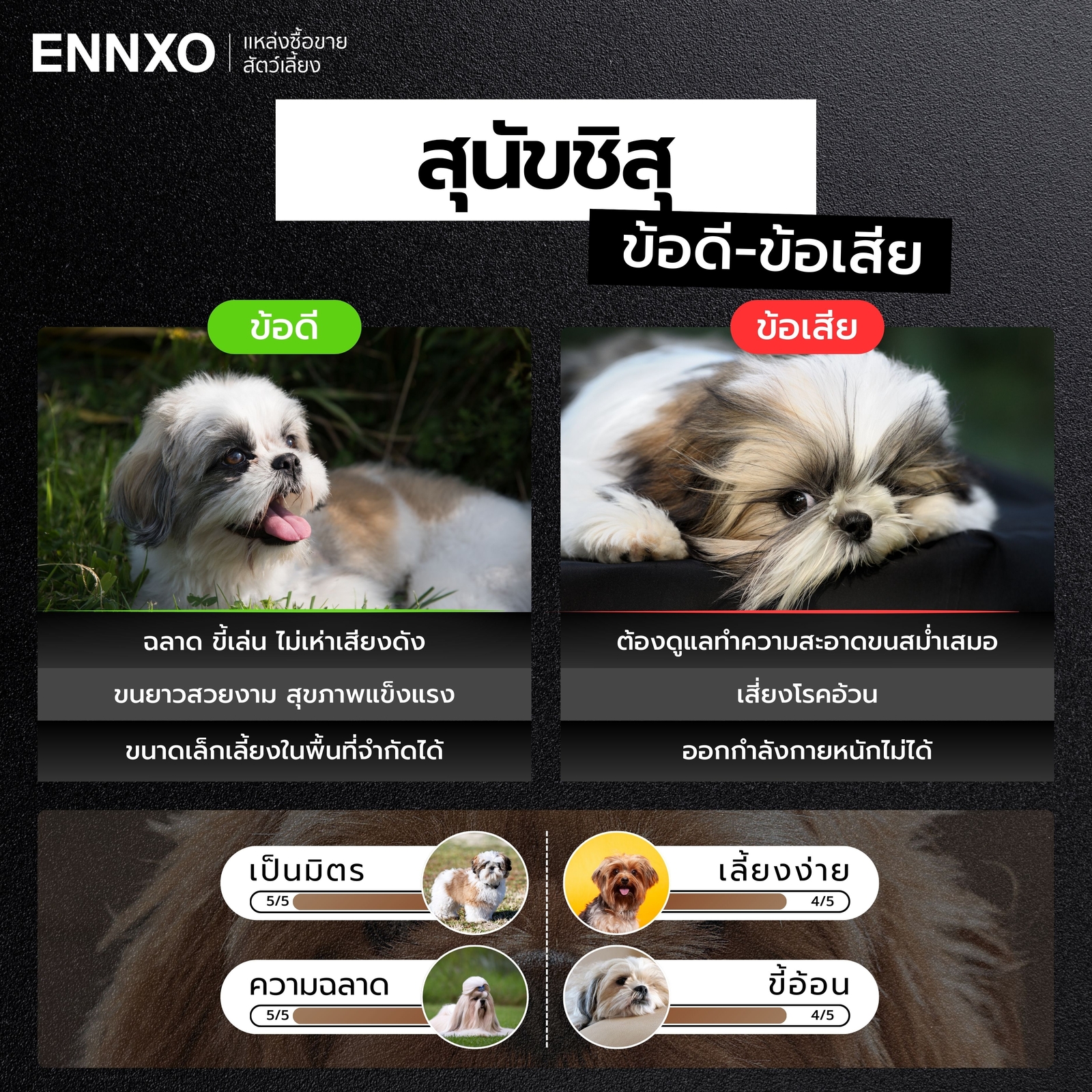 ข้อดี ข้อเสีย ของการเลี้ยงชิสุ