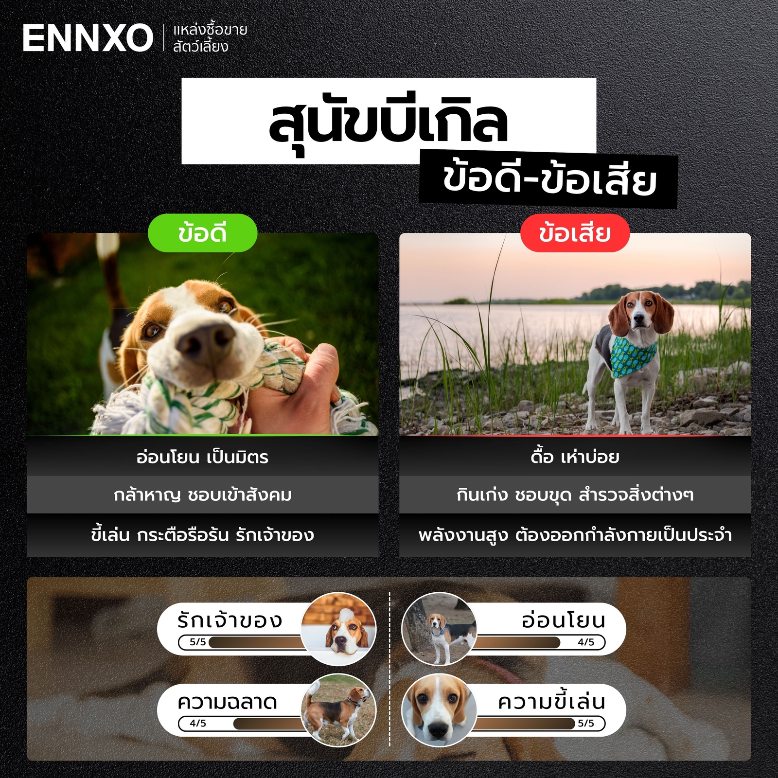 ข้อดี ข้อเสียของบีเกิ้ล