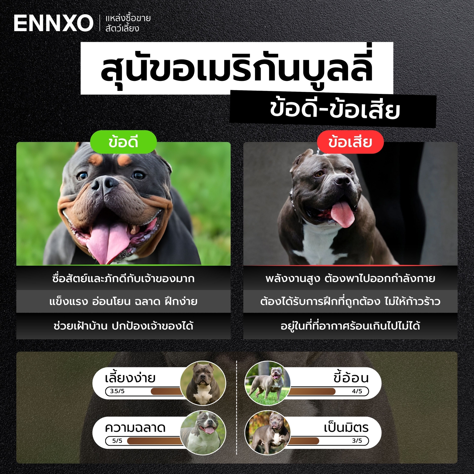 ข้อดี ข้อเสีย ของการเลี้ยงสุนัขอเมริกันบูลลี่