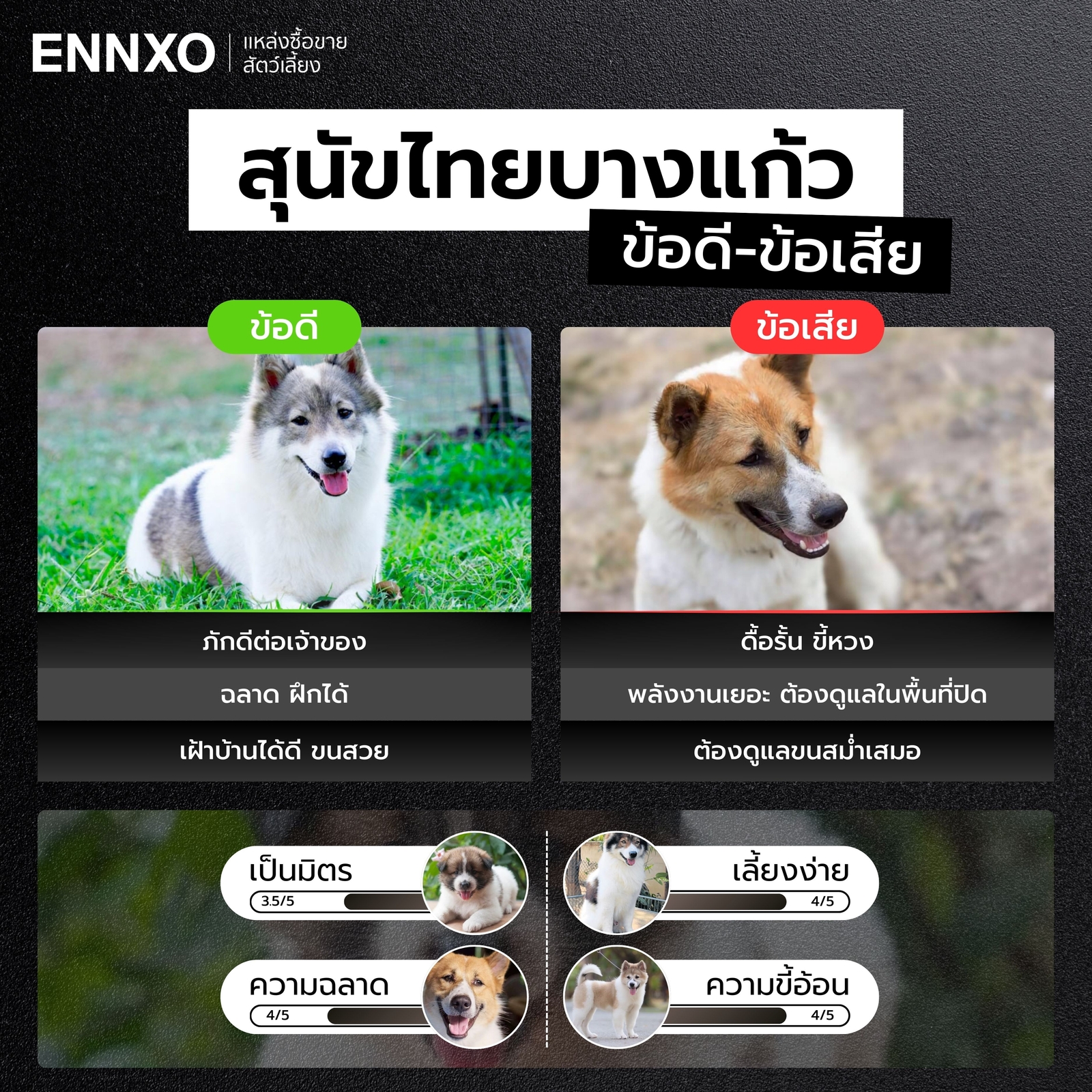 ข้อดี ข้อเสีย ของการเลี้ยงหมาบางแก้ว