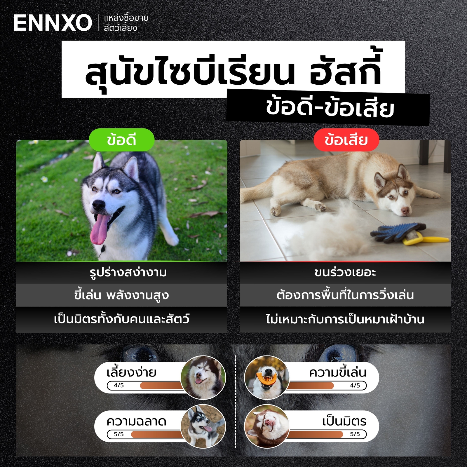 ข้อดี ข้อเสีย ของการเลี้ยงหมาไซ มีอะไรบ้าง