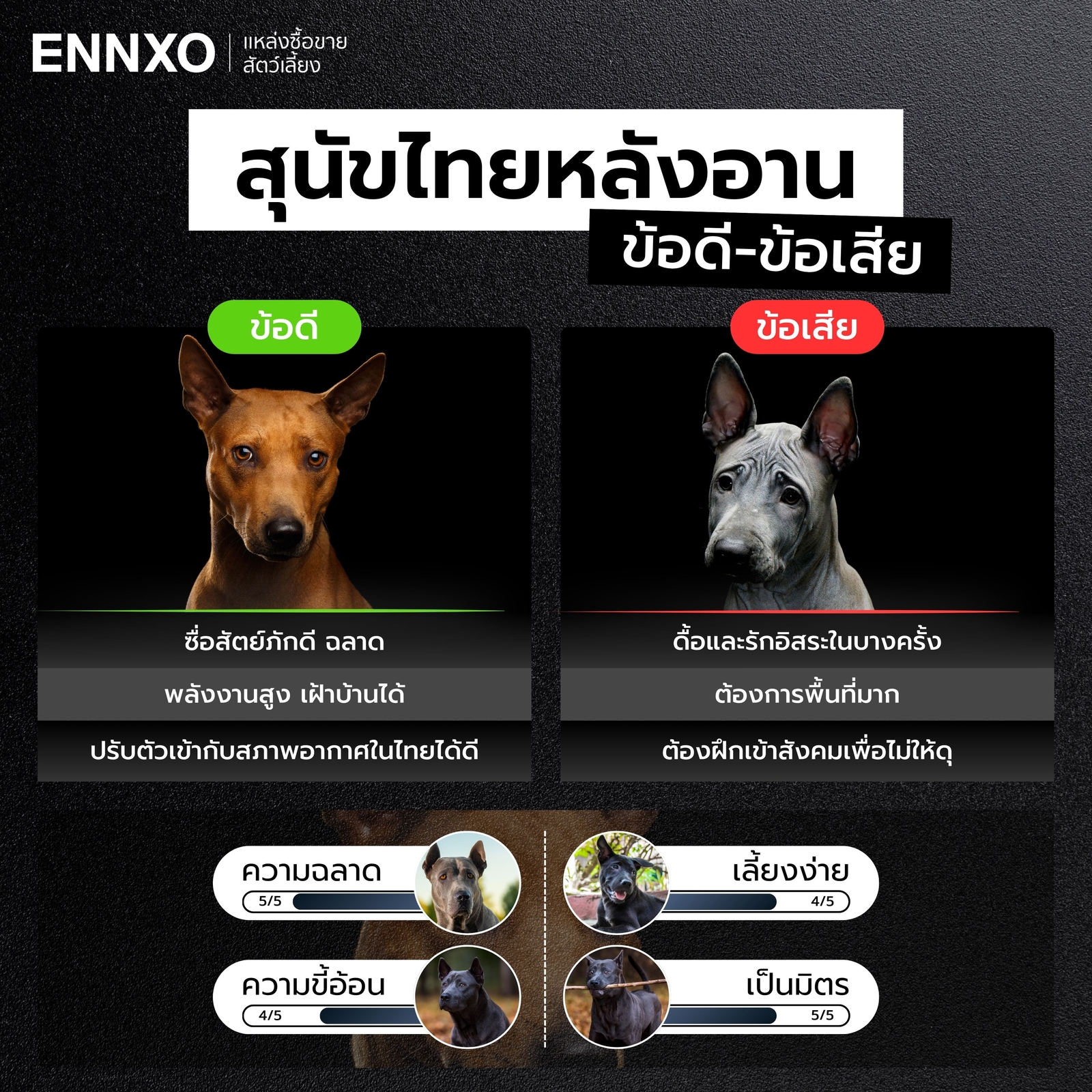 ข้อดี ข้อเสีย ของการเลี้ยงหมาไทยหลังอาน