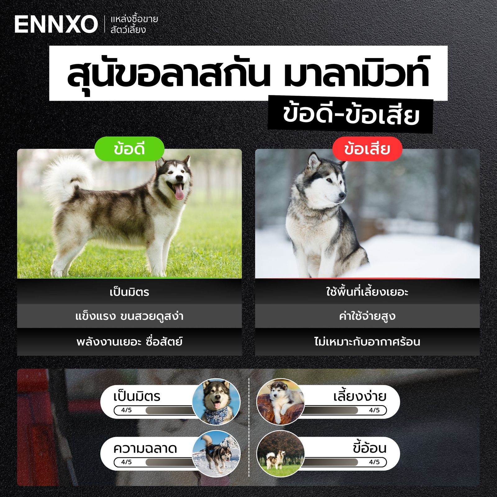 ข้อดี ข้อเสีย ของการเลี้ยงอลาสกัน มาลามิวท์