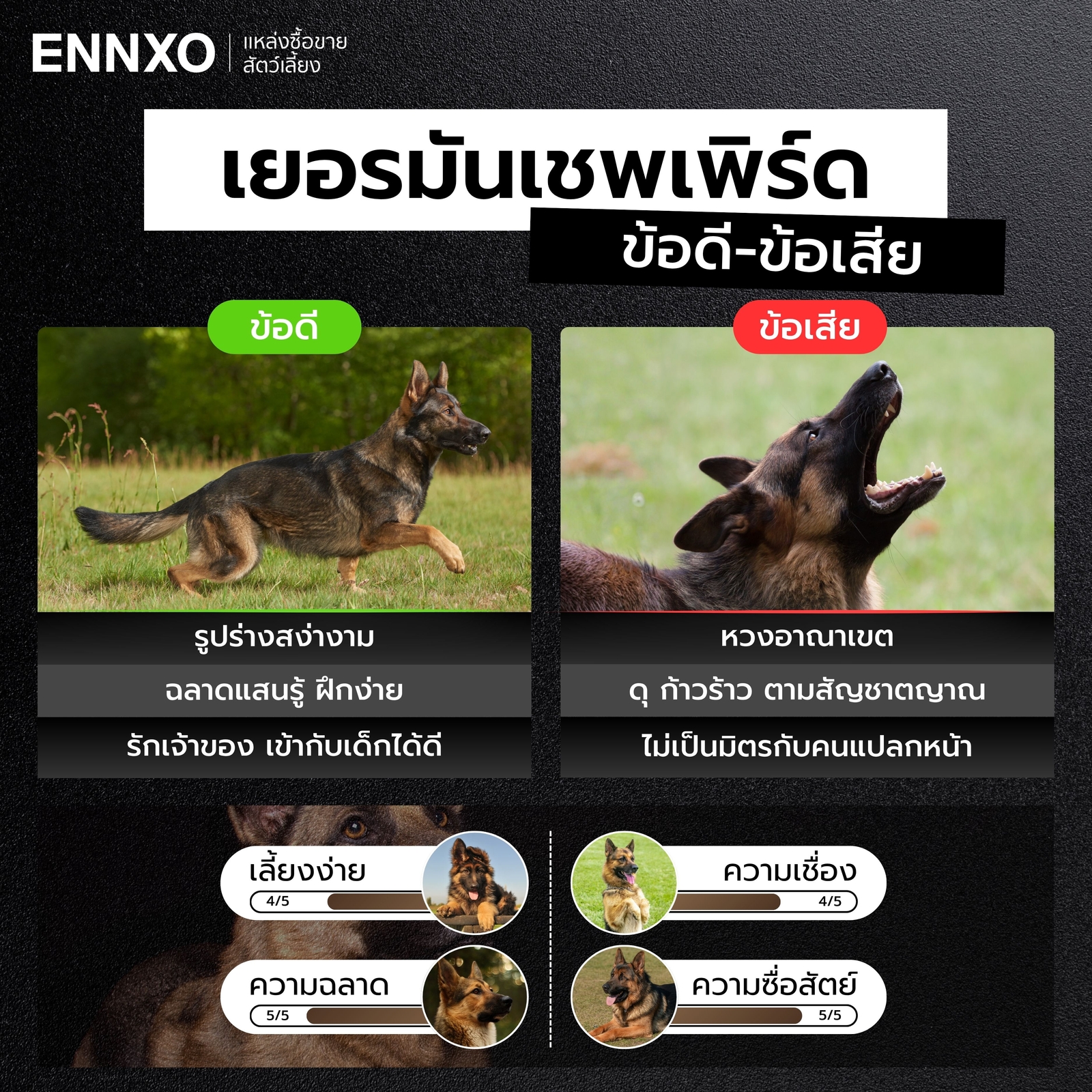 ข้อดี ข้อเสียของสุนัขเยอรมันเชพเพิร์ด