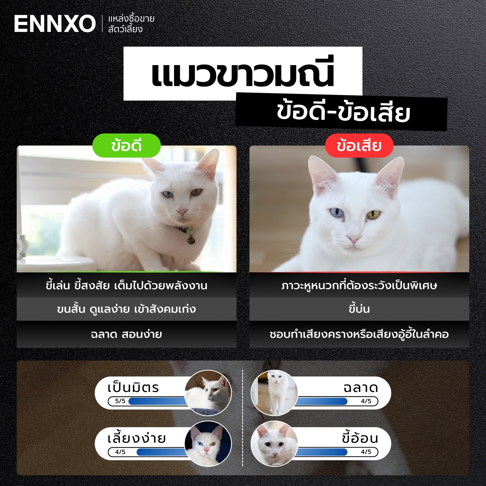 แมวขาวมณี มีข้อดี ข้อเสีย อะไรบ้าง