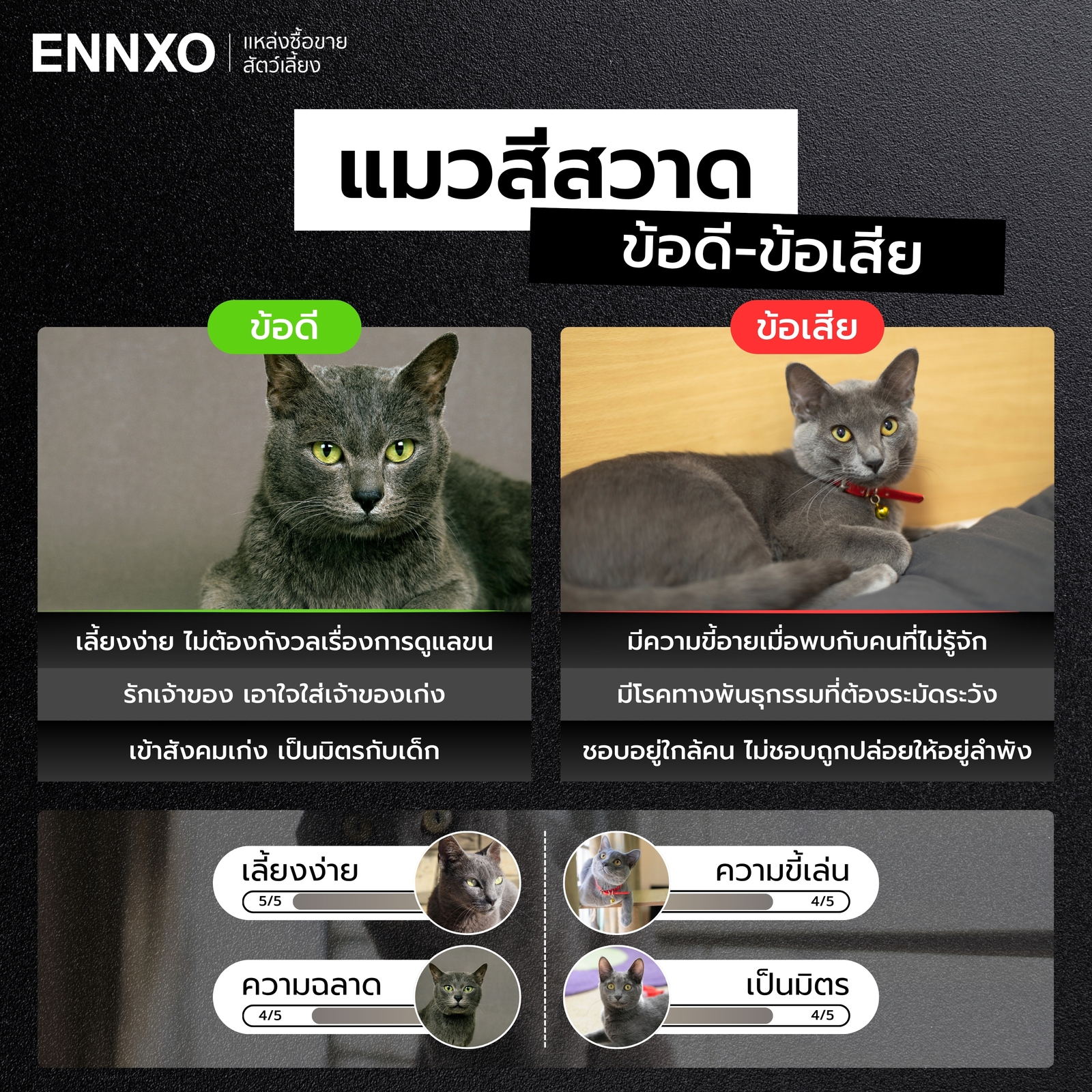 แมวโคราชมีข้อดี ข้อเสียอะไรบ้าง