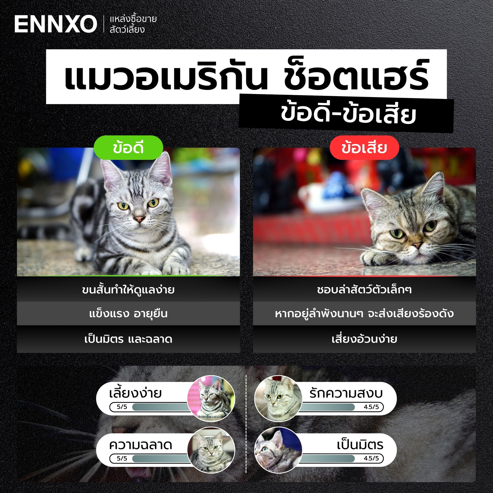 ข้อดี-ข้อเสีย-ของการเลี้ยงแมวอเมริกัน-ช็อตแฮร์