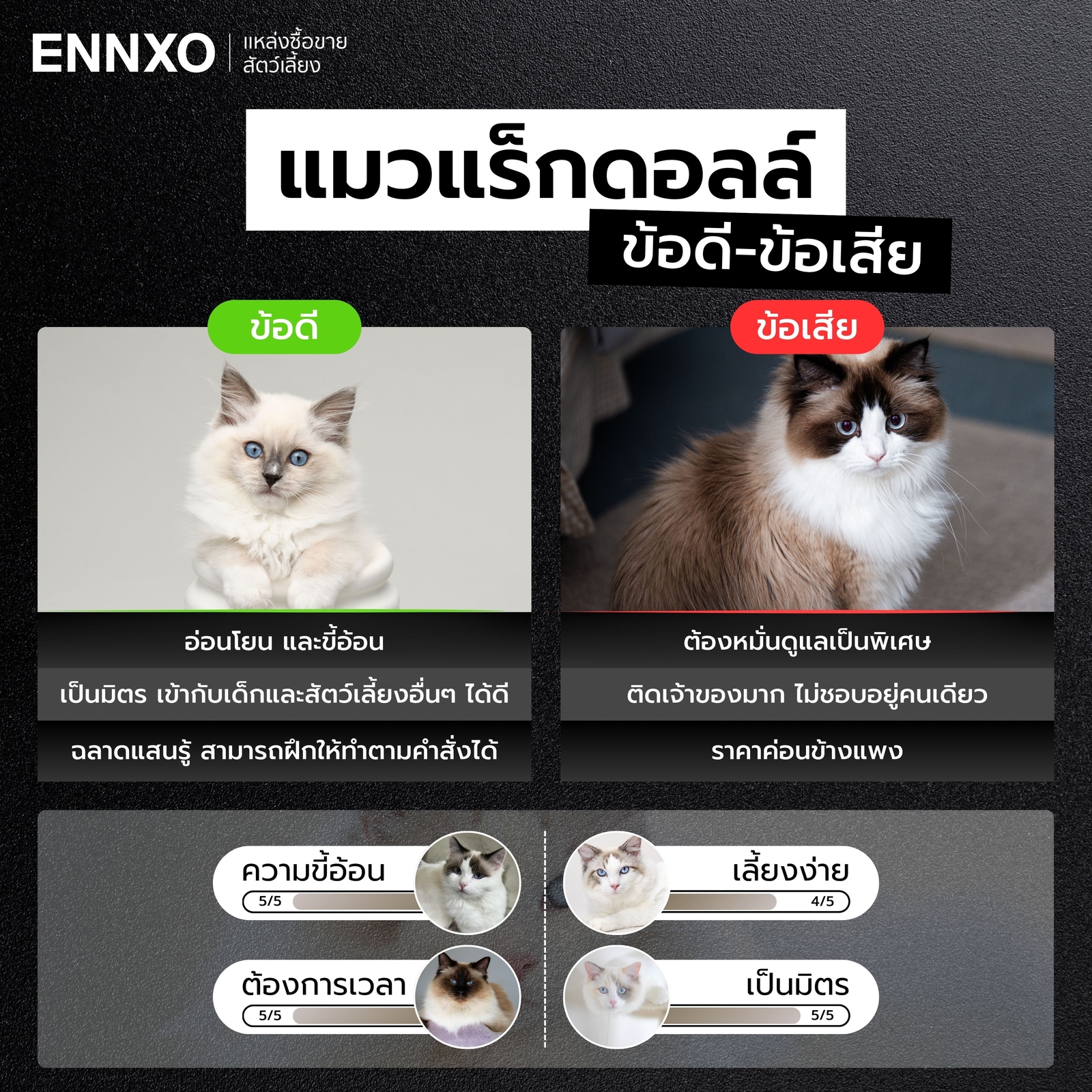 ข้อดี-ข้อเสีย-ของการเลี้ยงแมวแร็กดอลล์