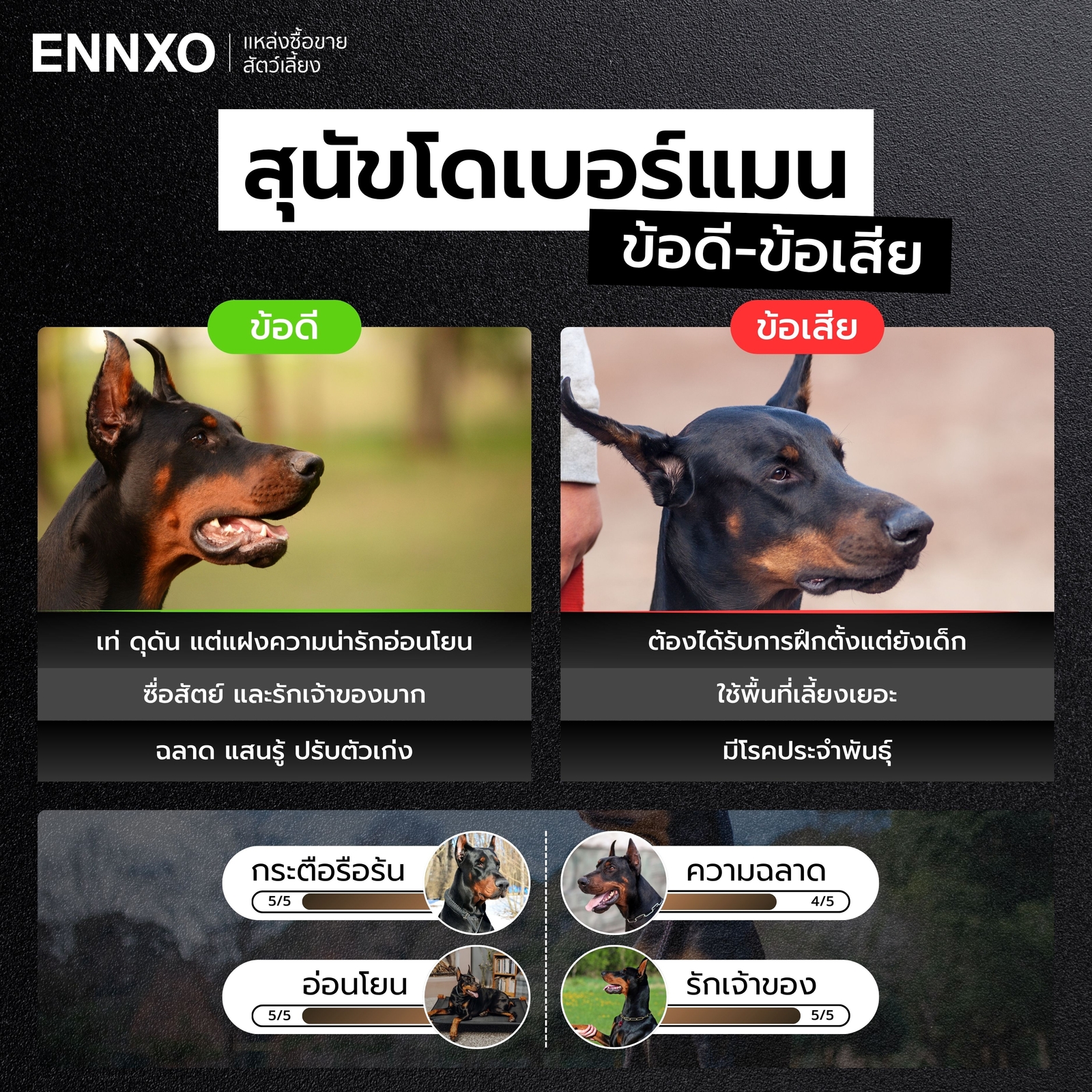 ข้อดี ข้อเสีย ของโดเบอร์แมน