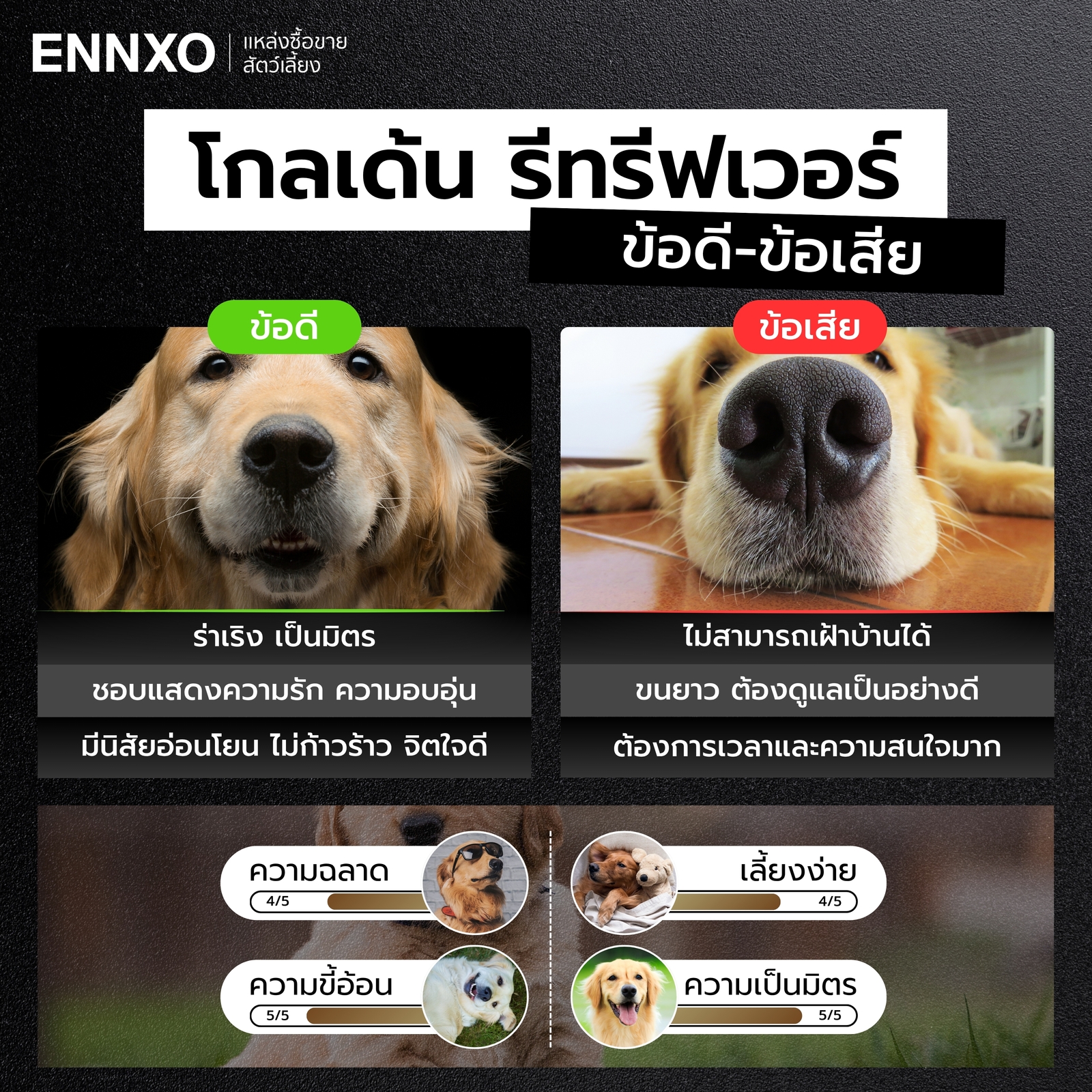 สุนัขโกลเด้น มีข้อดี ข้อเสียอย่างไร