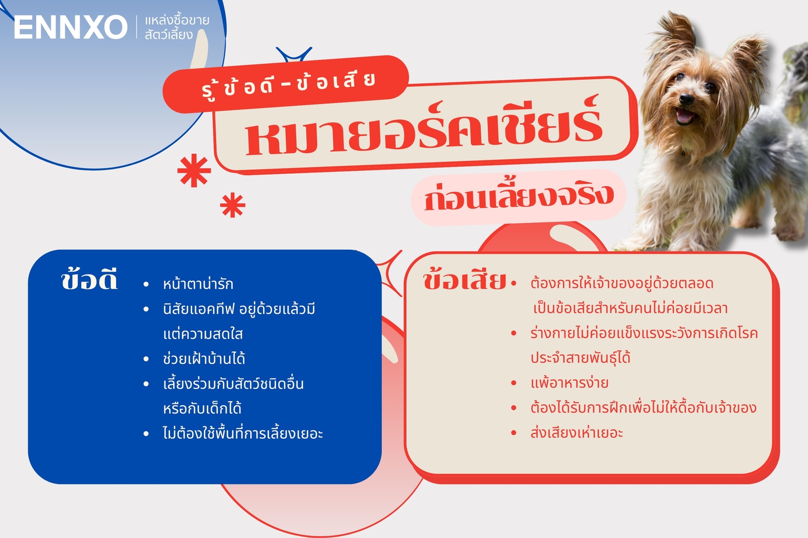 ข้อดี-ข้อเสีย หมายอร์คเชียร์ เทอร์เรีย