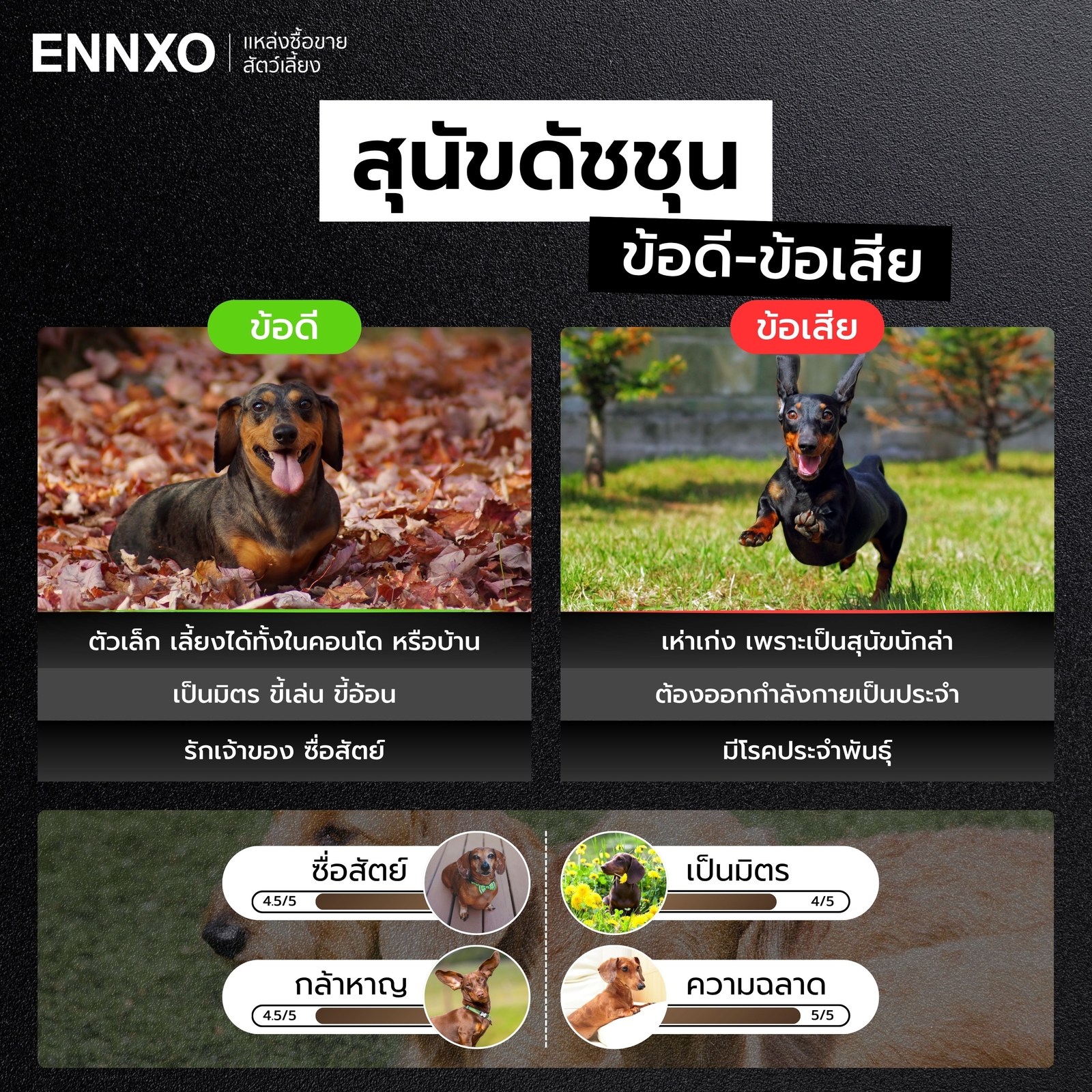 ข้อดี ข้อเสียของการเลี้ยงสุนัขดัชชุน