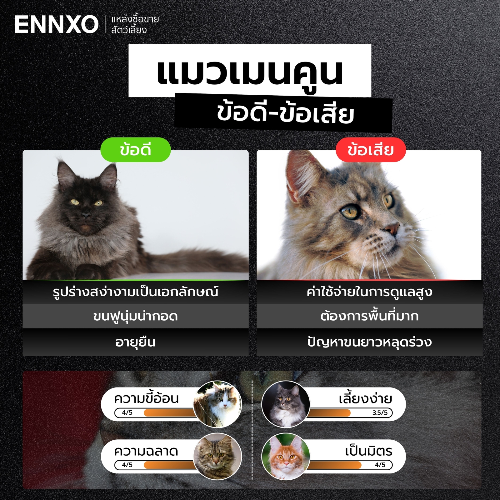 ข้อดี ข้อเสียของการเลี้ยงแมวเมนคูนคืออะไร