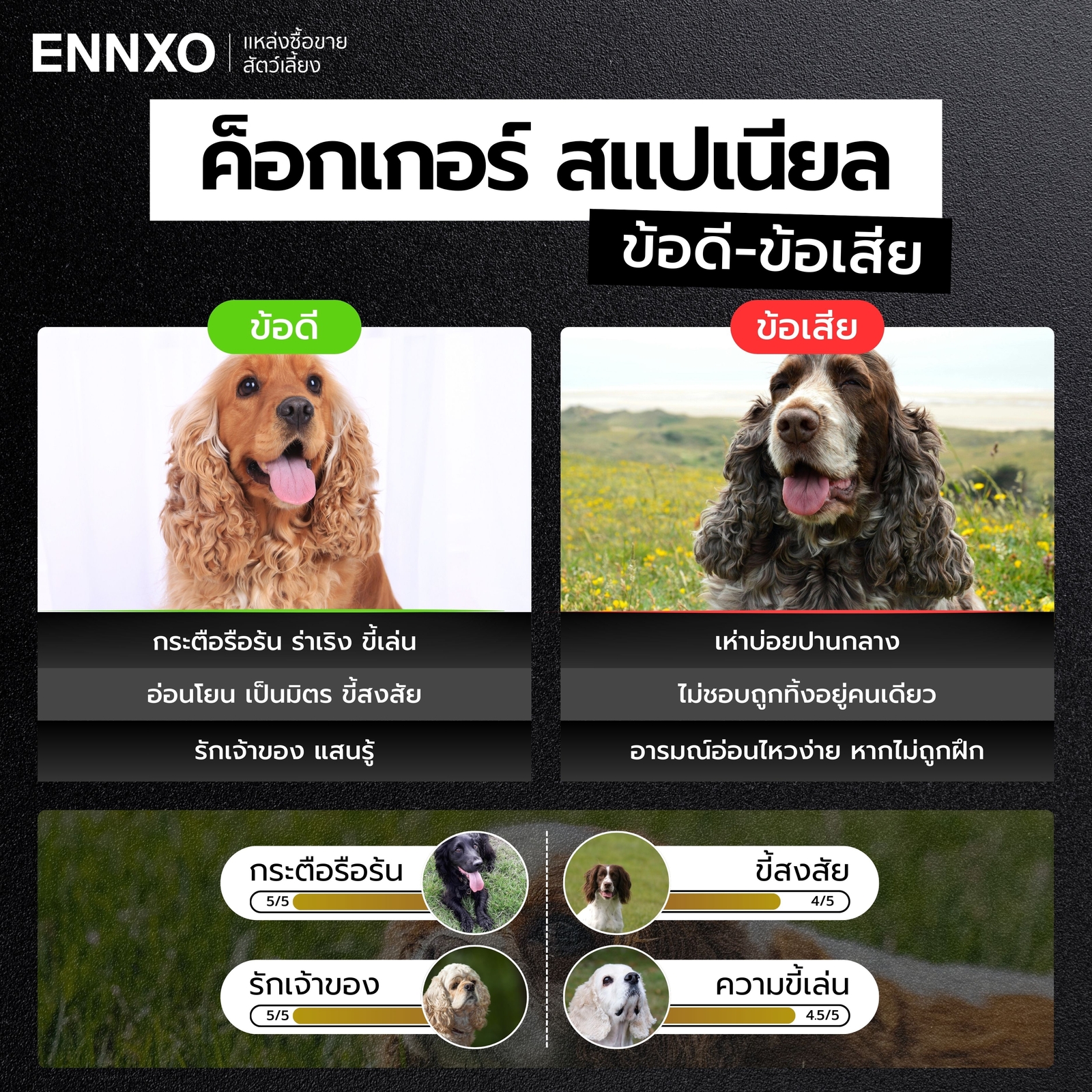 ข้อดี ข้อเสีย สุนัขค็อกเกอร์ สแปเนียล