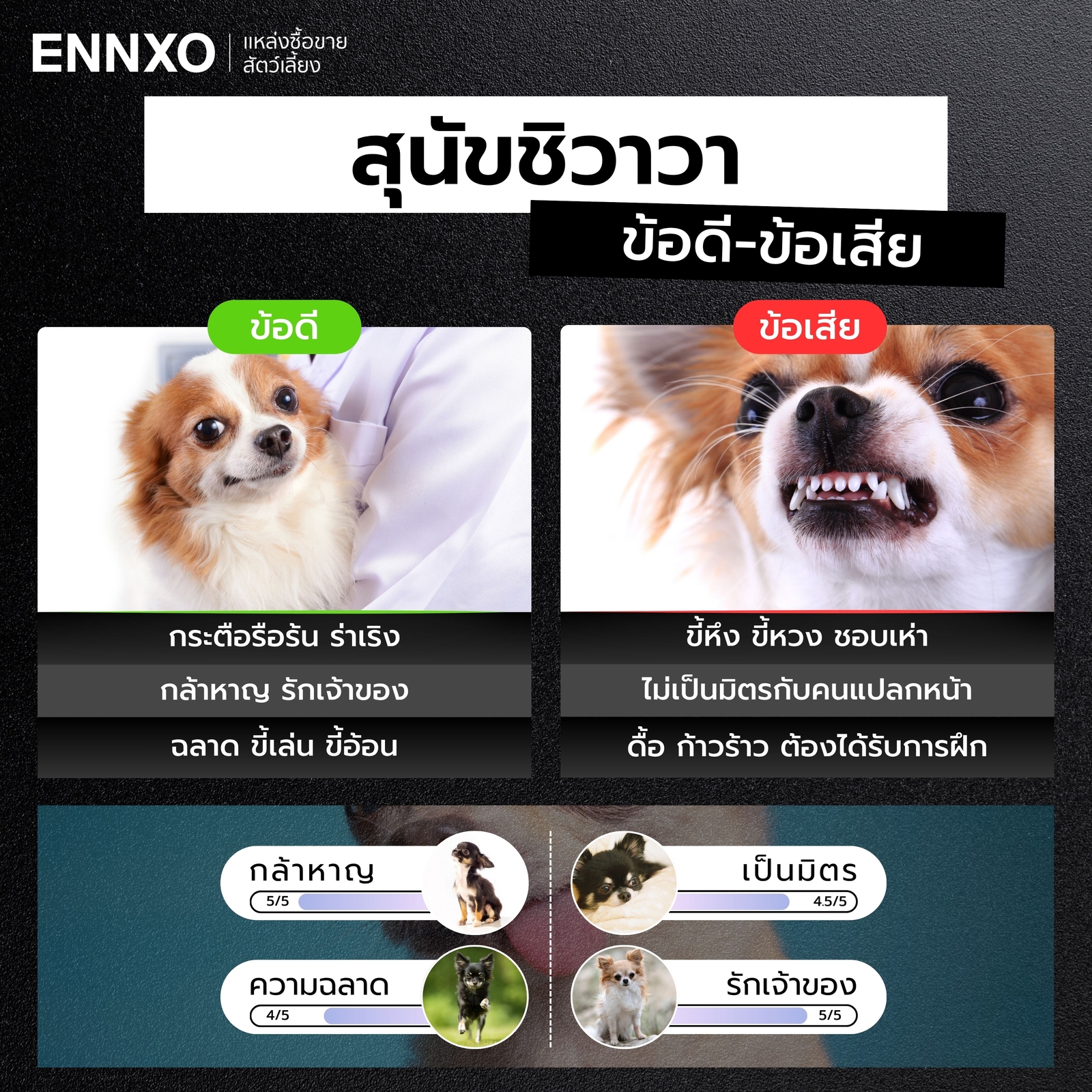 ข้อดี ข้อเสียของสุนัขชิวาวา