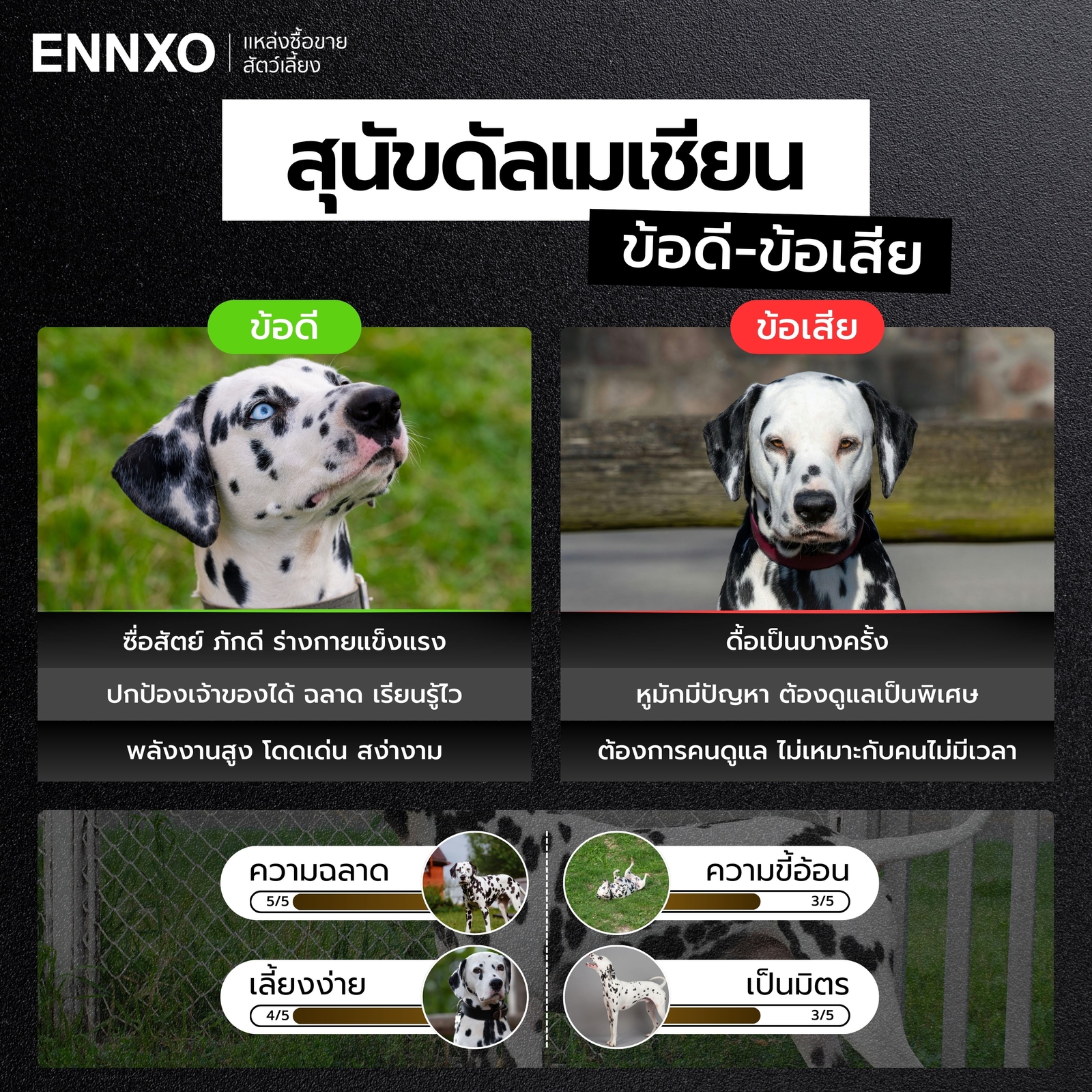 ข้อดี ข้อเสีย สุนัขดัลเมเชียน