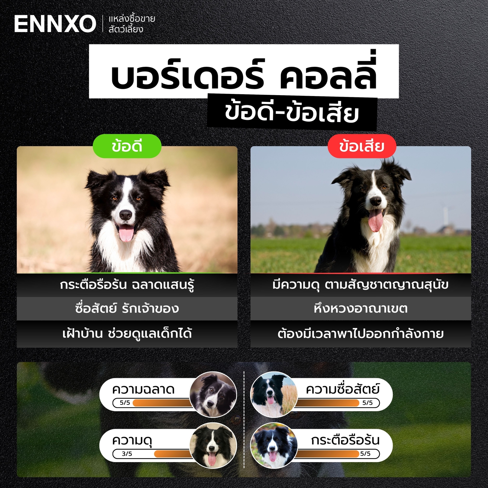 ข้อดี ข้อเสียของสุนัขบอร์เดอร์ คอลลี่