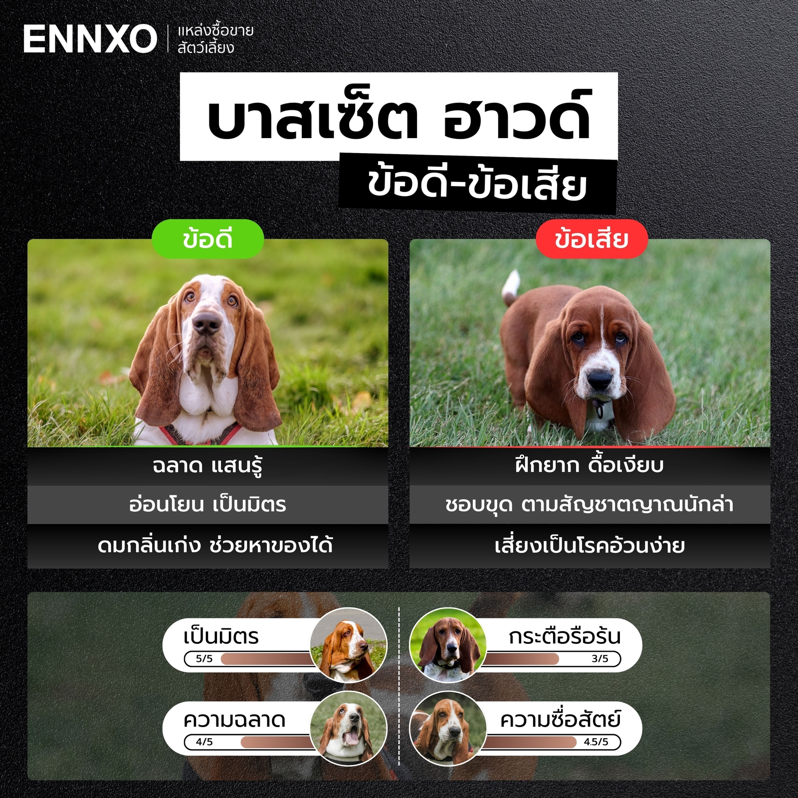 ข้อดี ข้อเสียสุนัขบาสเซ็ต ฮาวด์