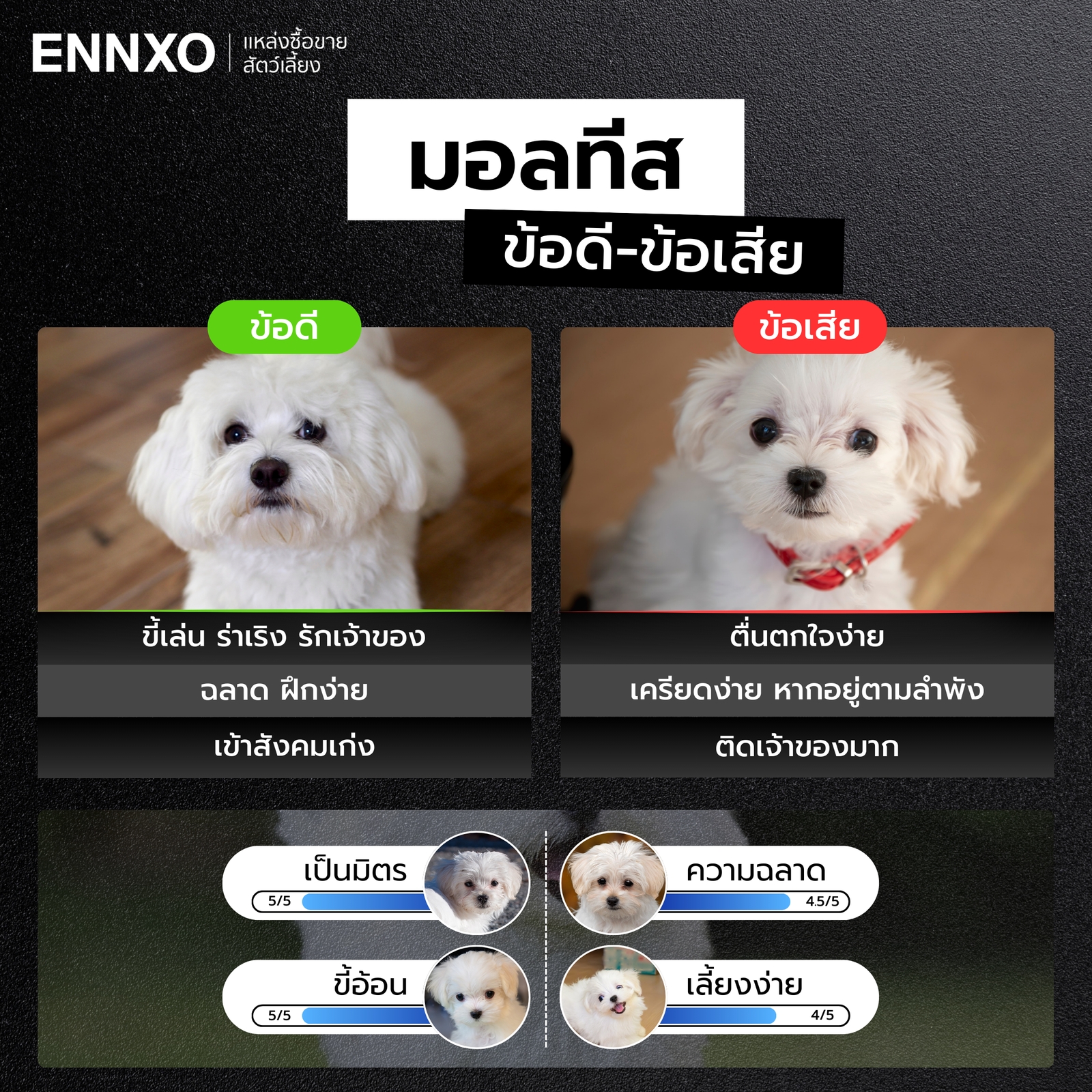 สุนัขมอลทีส ข้อดี ข้อเสีย