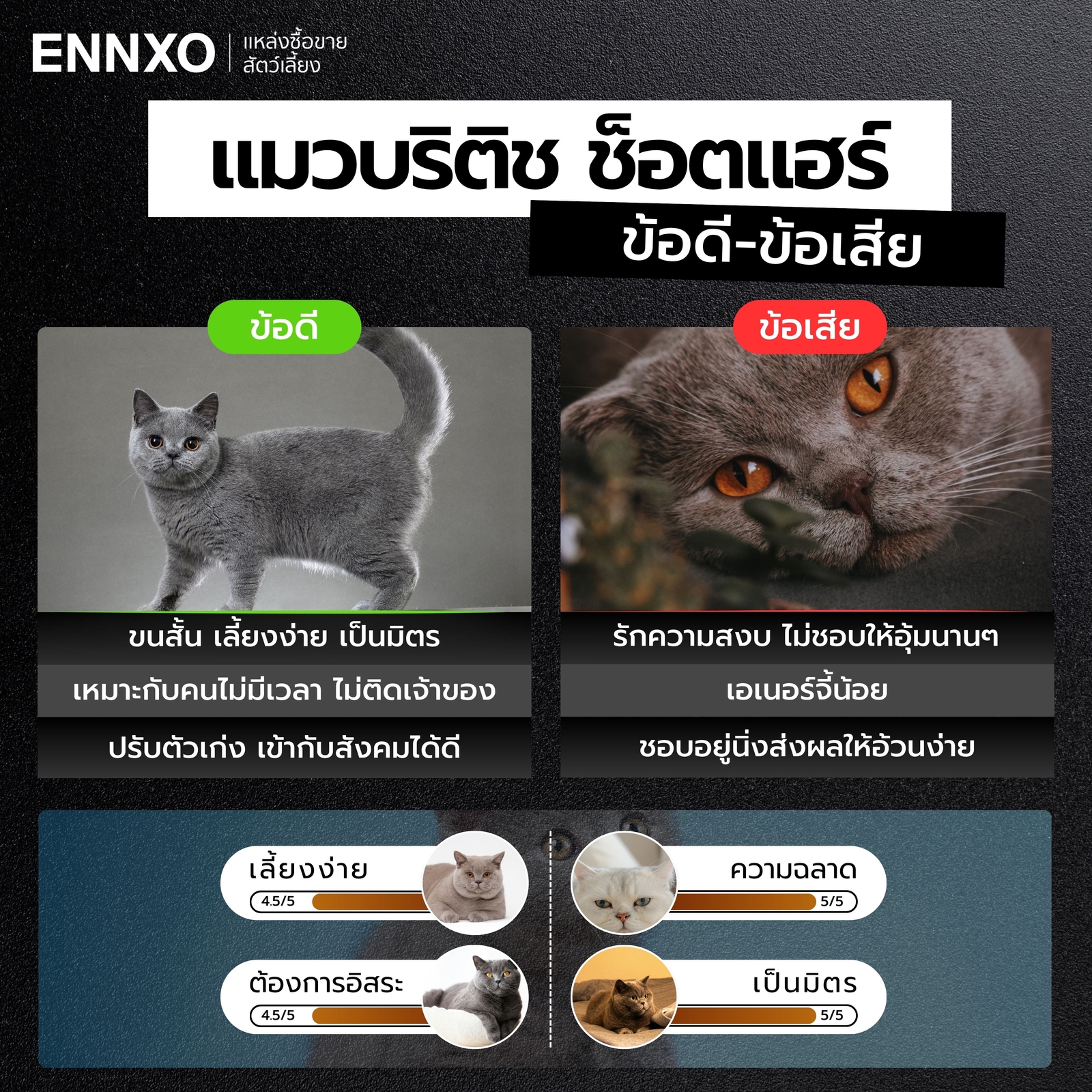 ข้อดี-ข้อเสียของแมวบริติช-ช็อตแฮร์