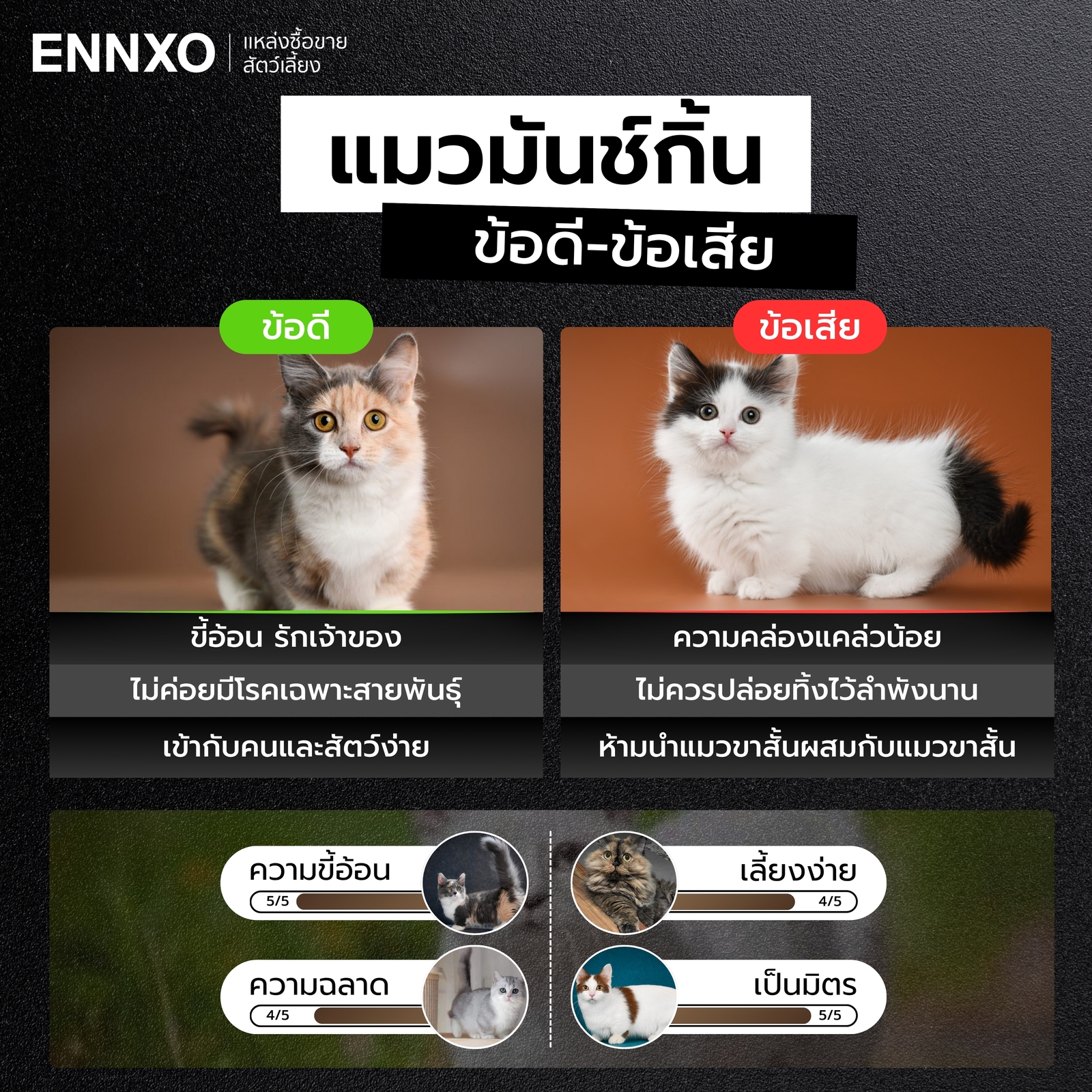 แมวมันช์กิ้น มีข้อดี ข้อเสียอะไรบ้างในการเลี้ยง