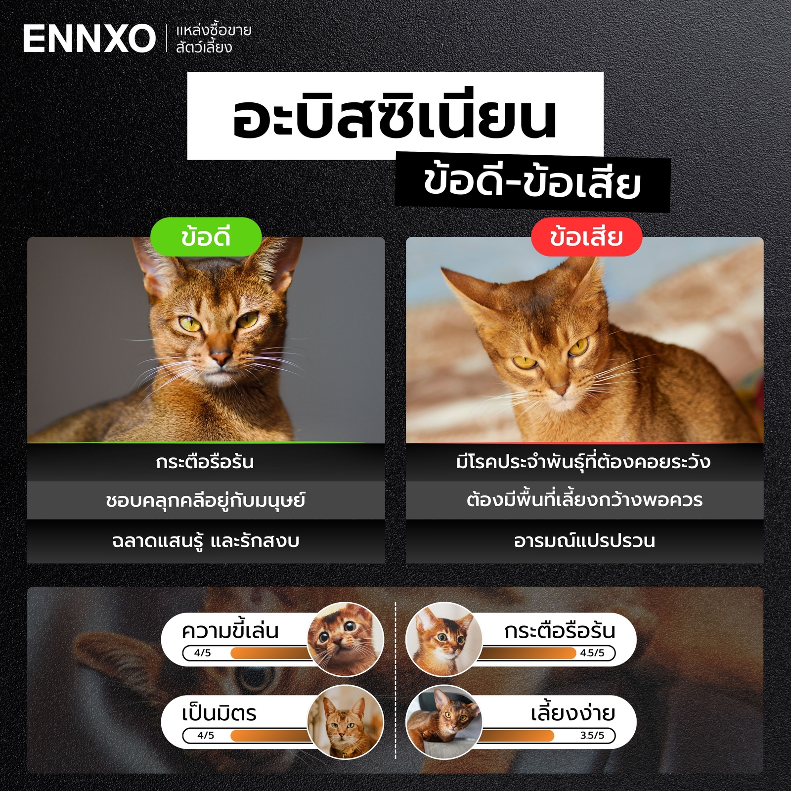 ข้อดี ข้อเสีย แมวอะบิสซิเนียน