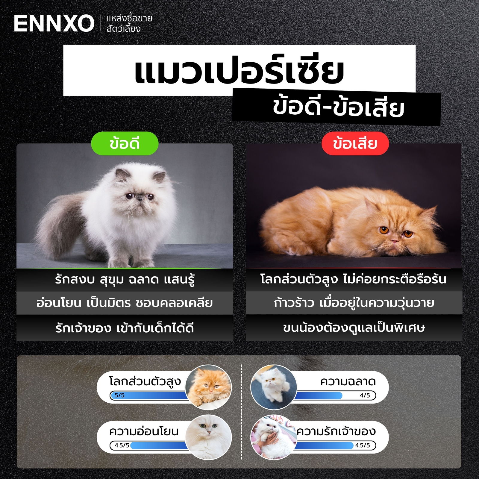 แมวเปอร์เซียมีข้อดี ข้อเสียอะไรบ้าง